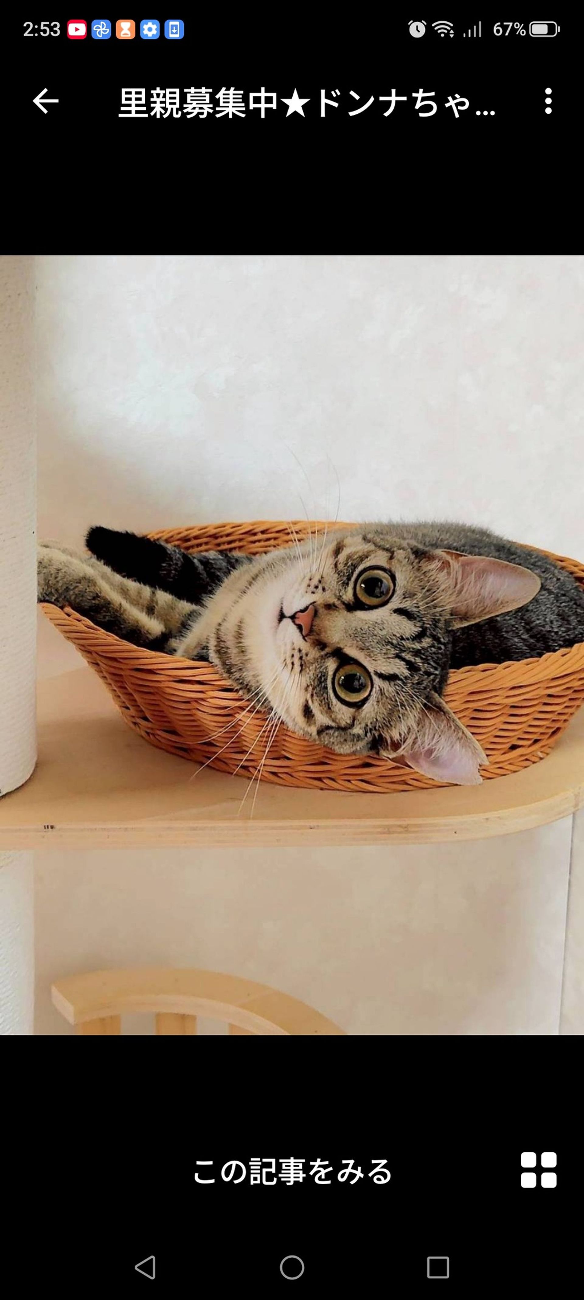 雑種（ミックス猫）・メスの里親募集の写真