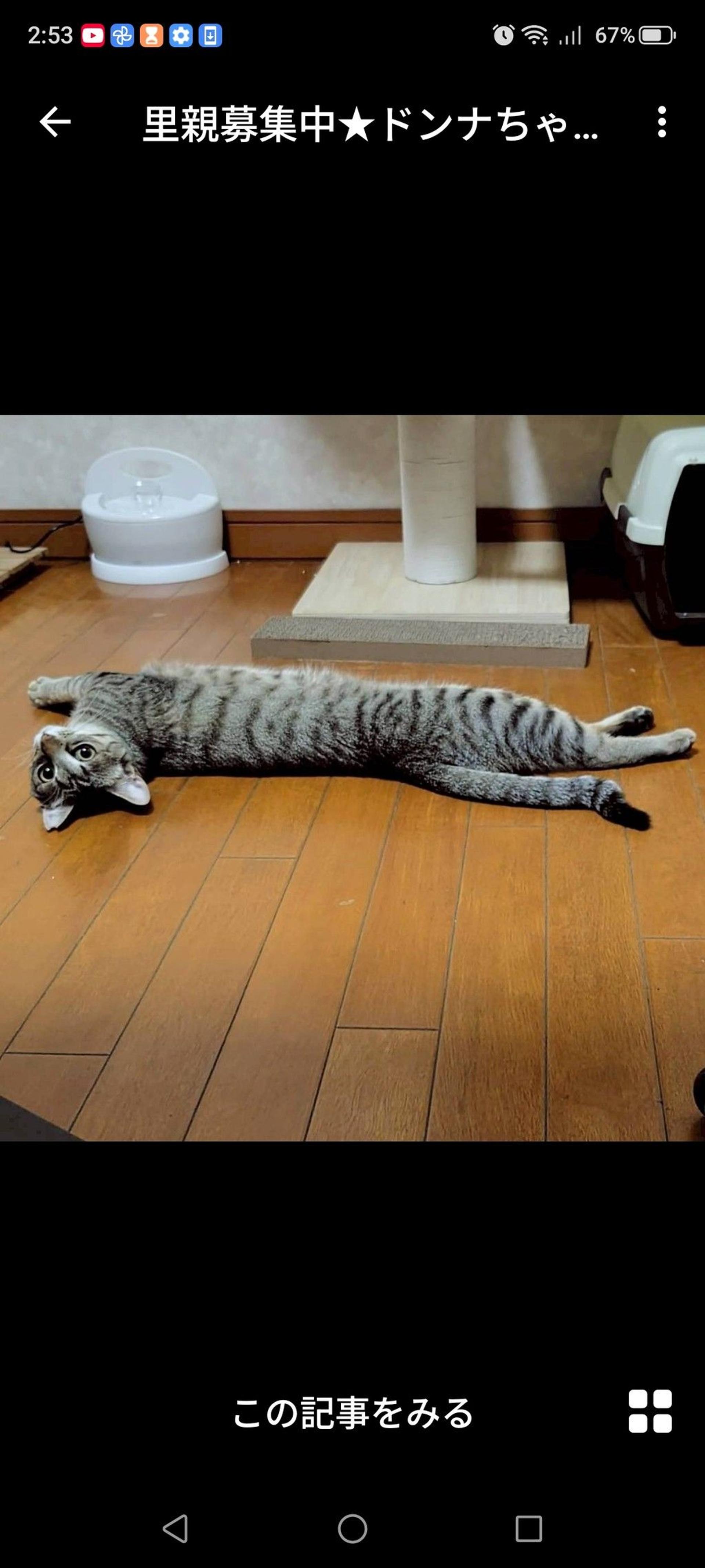 pet-image-3