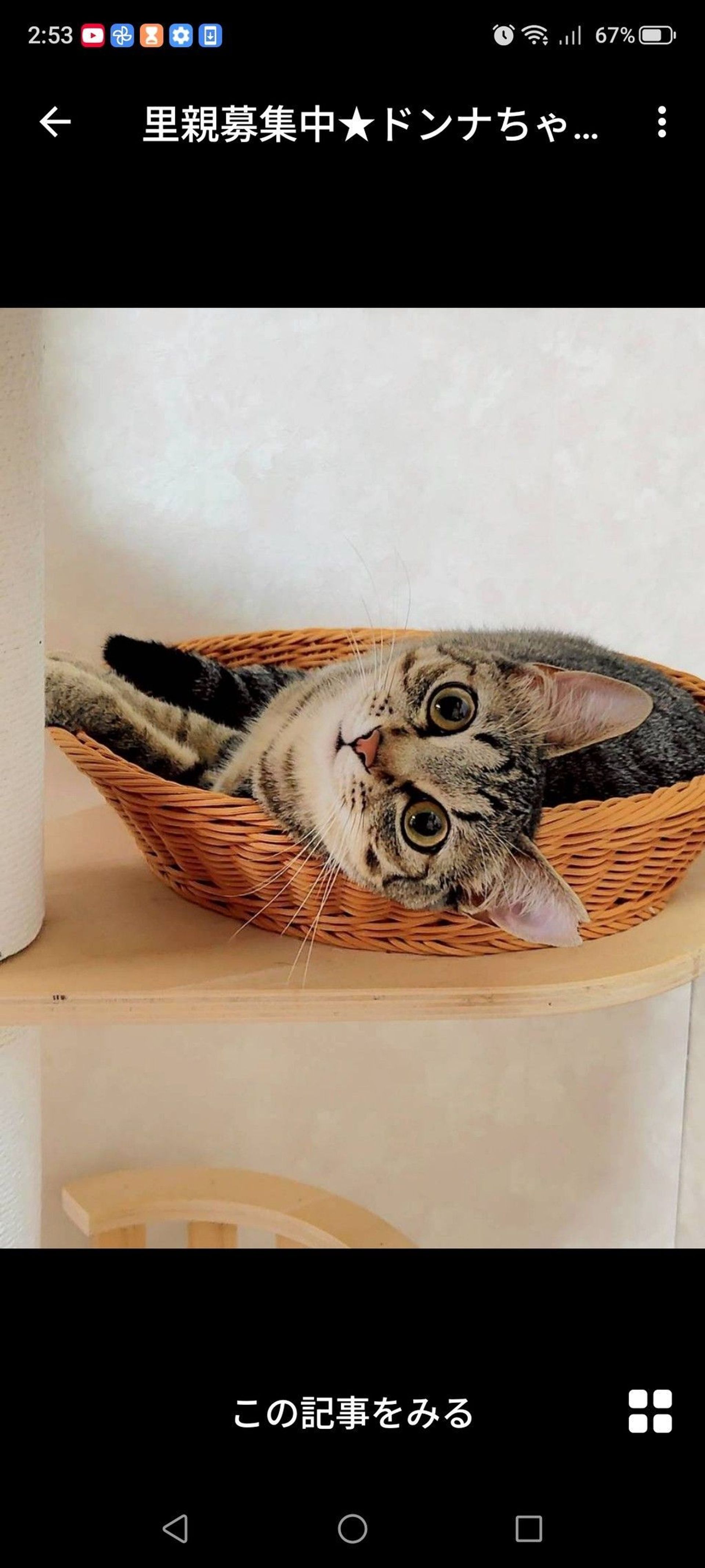 雑種（ミックス猫）・メスの里親募集の写真