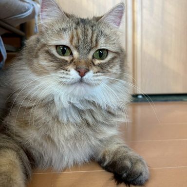 雑種（ミックス猫）・メスの里親募集の写真