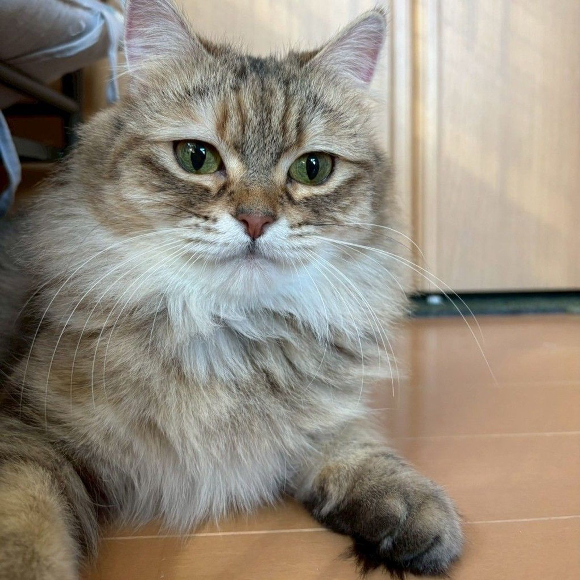 雑種（ミックス猫）・メスの里親募集の写真