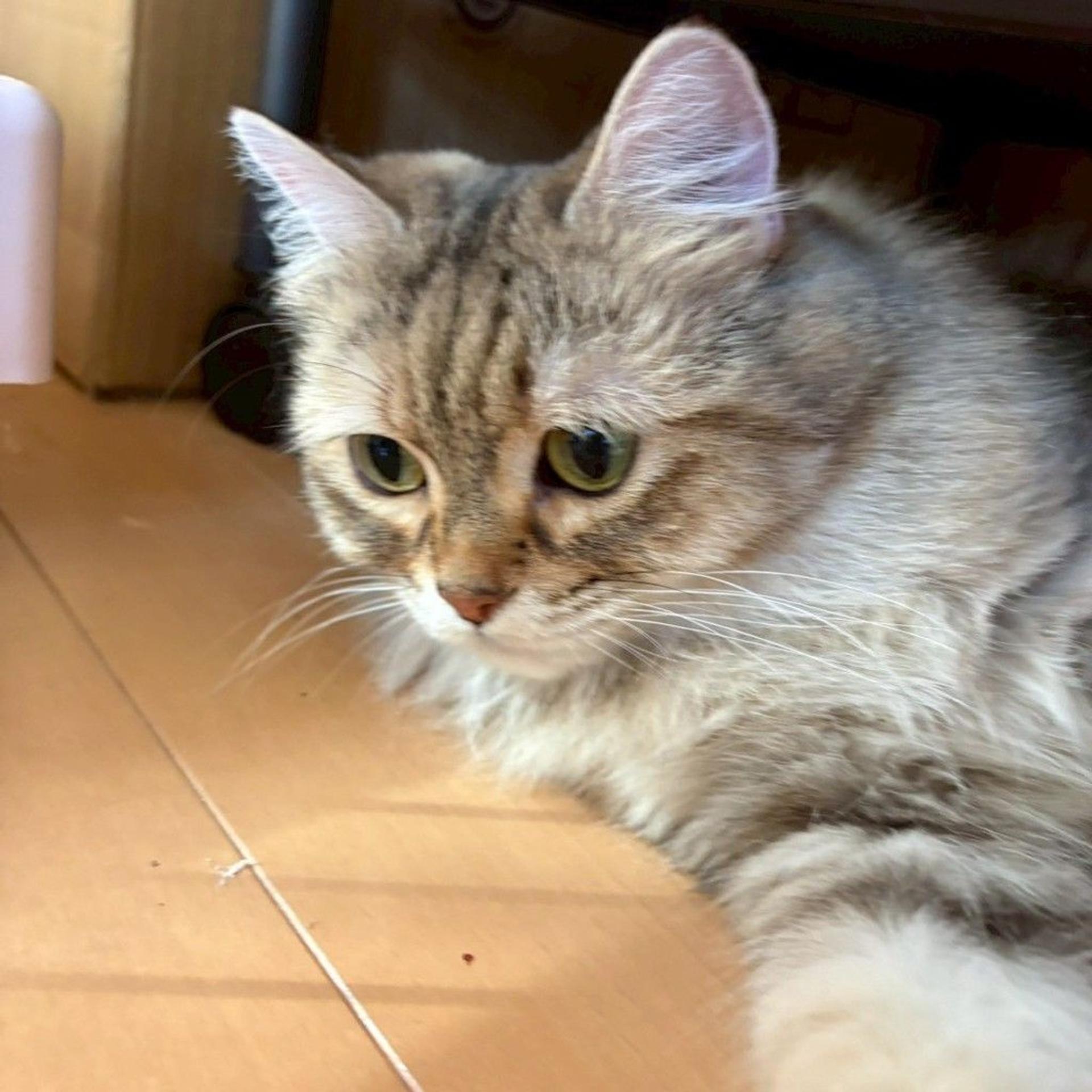 pet-image-2
