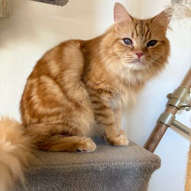 雑種（ミックス猫）・オスの里親募集の写真