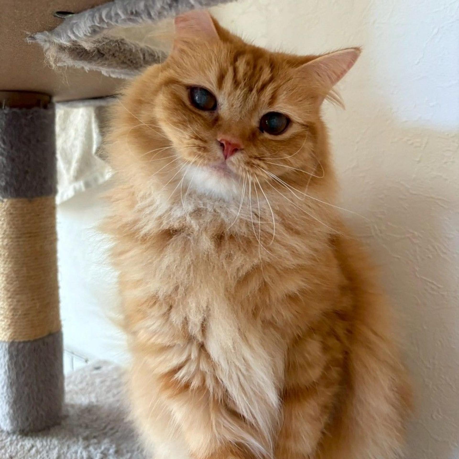 pet-image-2