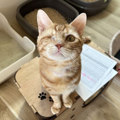 雑種（ミックス猫）・オスの里親募集の写真