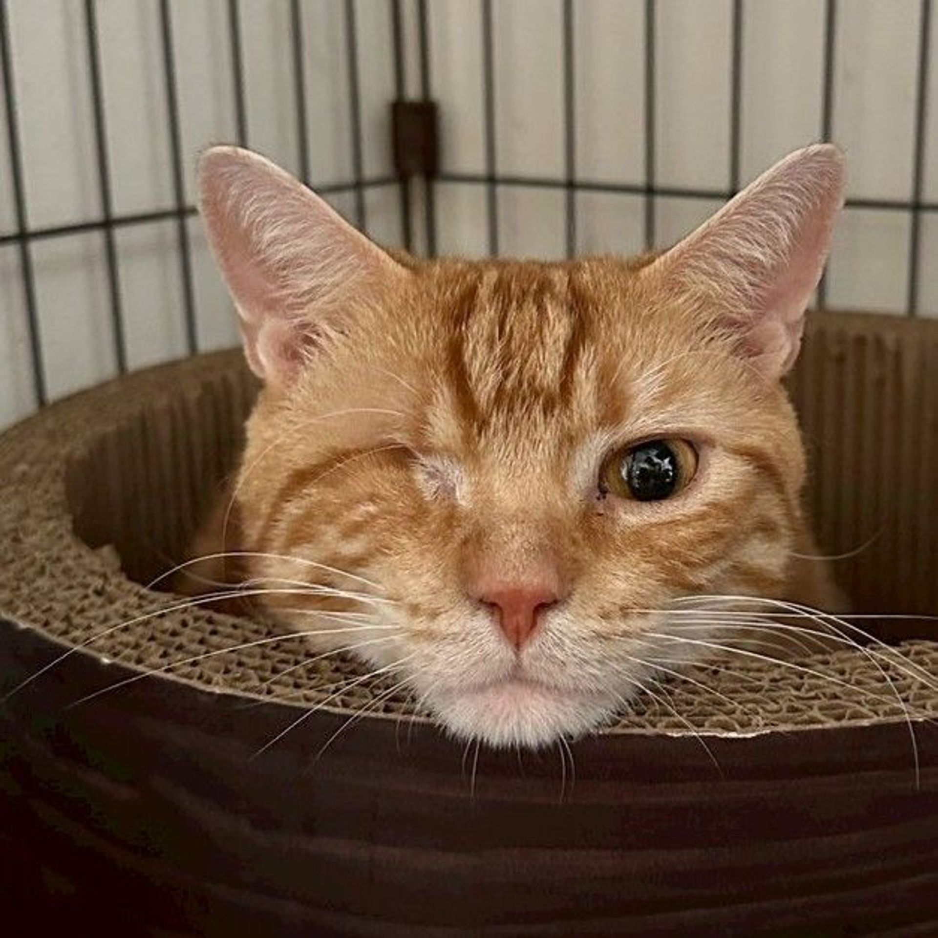 雑種（ミックス猫）・オスの里親募集の写真