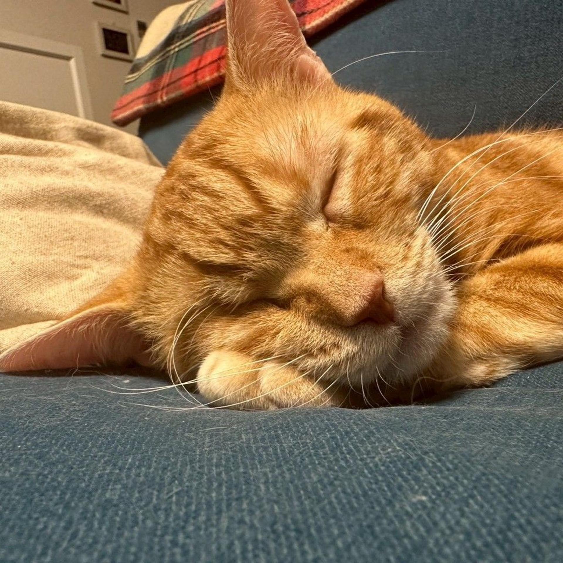 pet-image-4