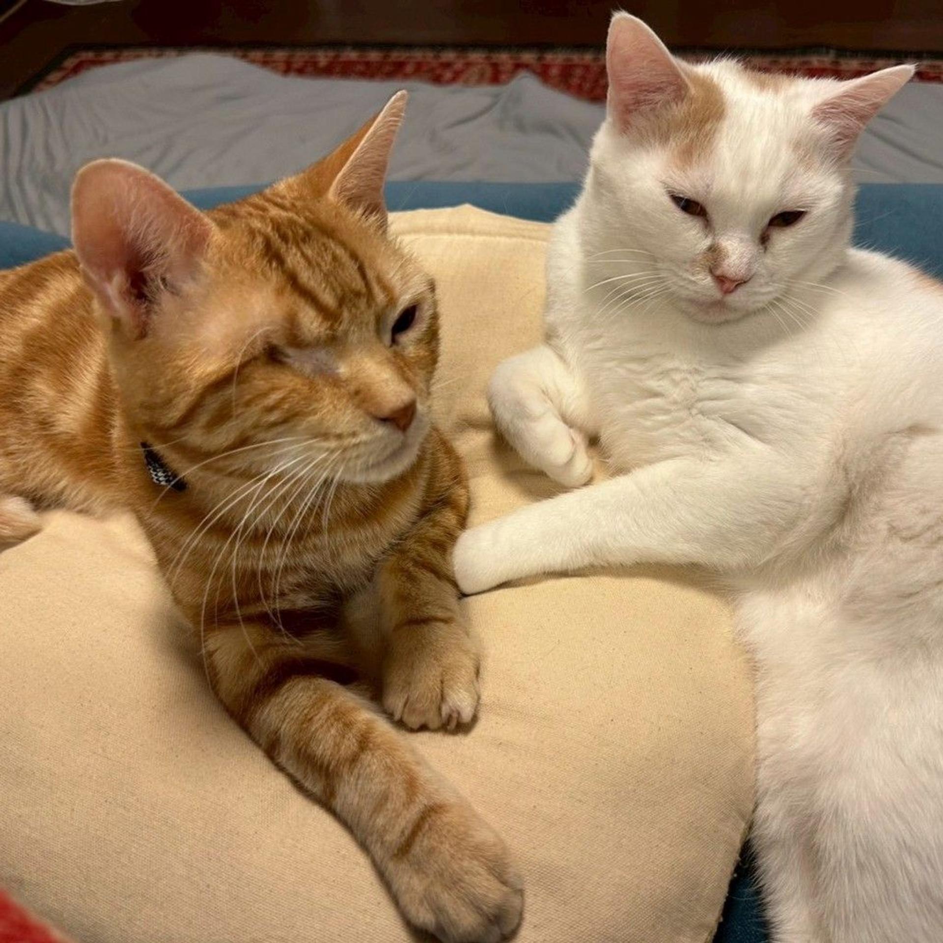 pet-image-5