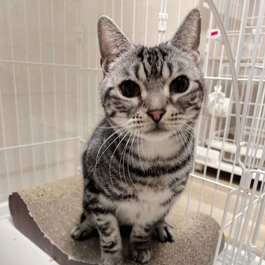 アメリカンショートヘア・オスの里親募集の写真