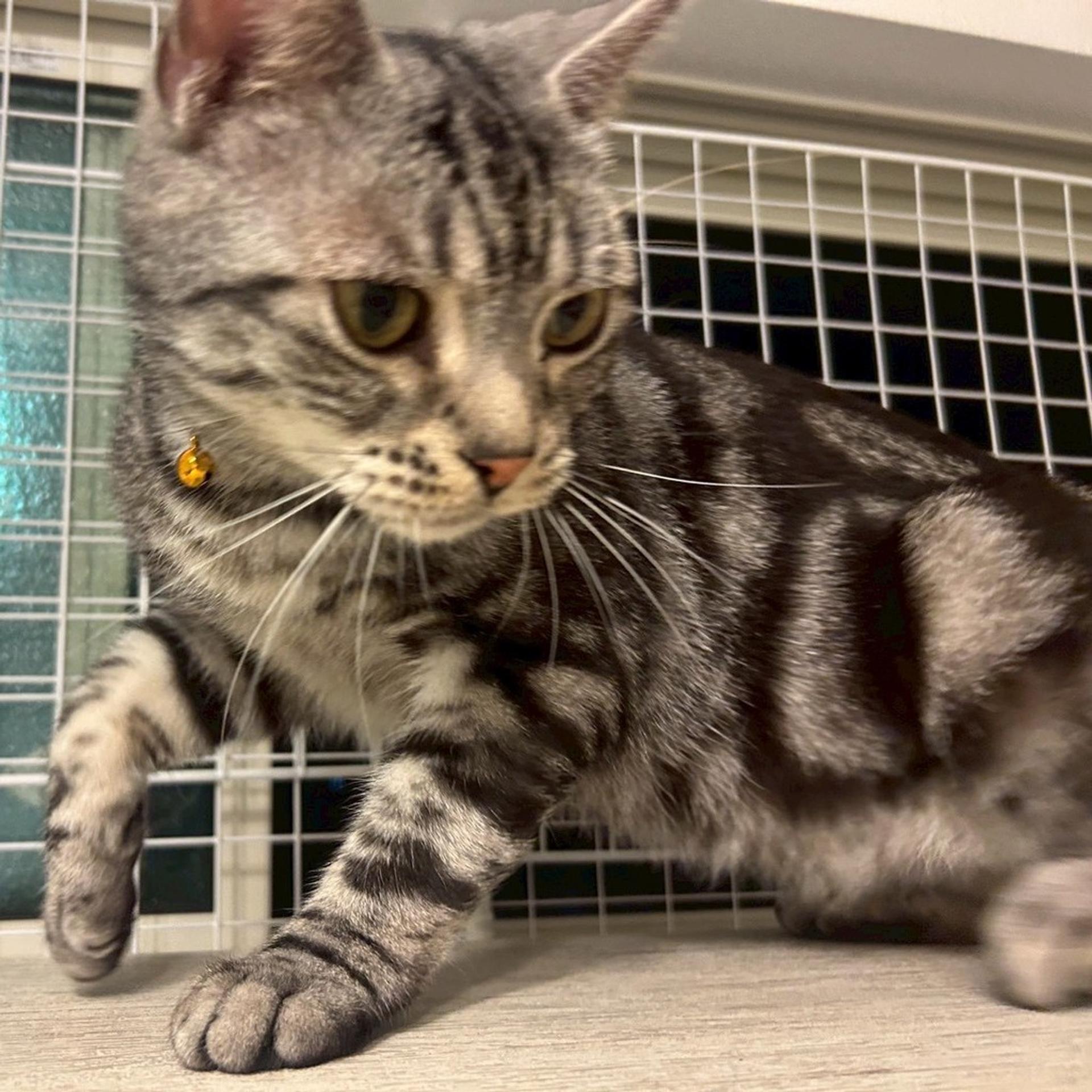 pet-image-5