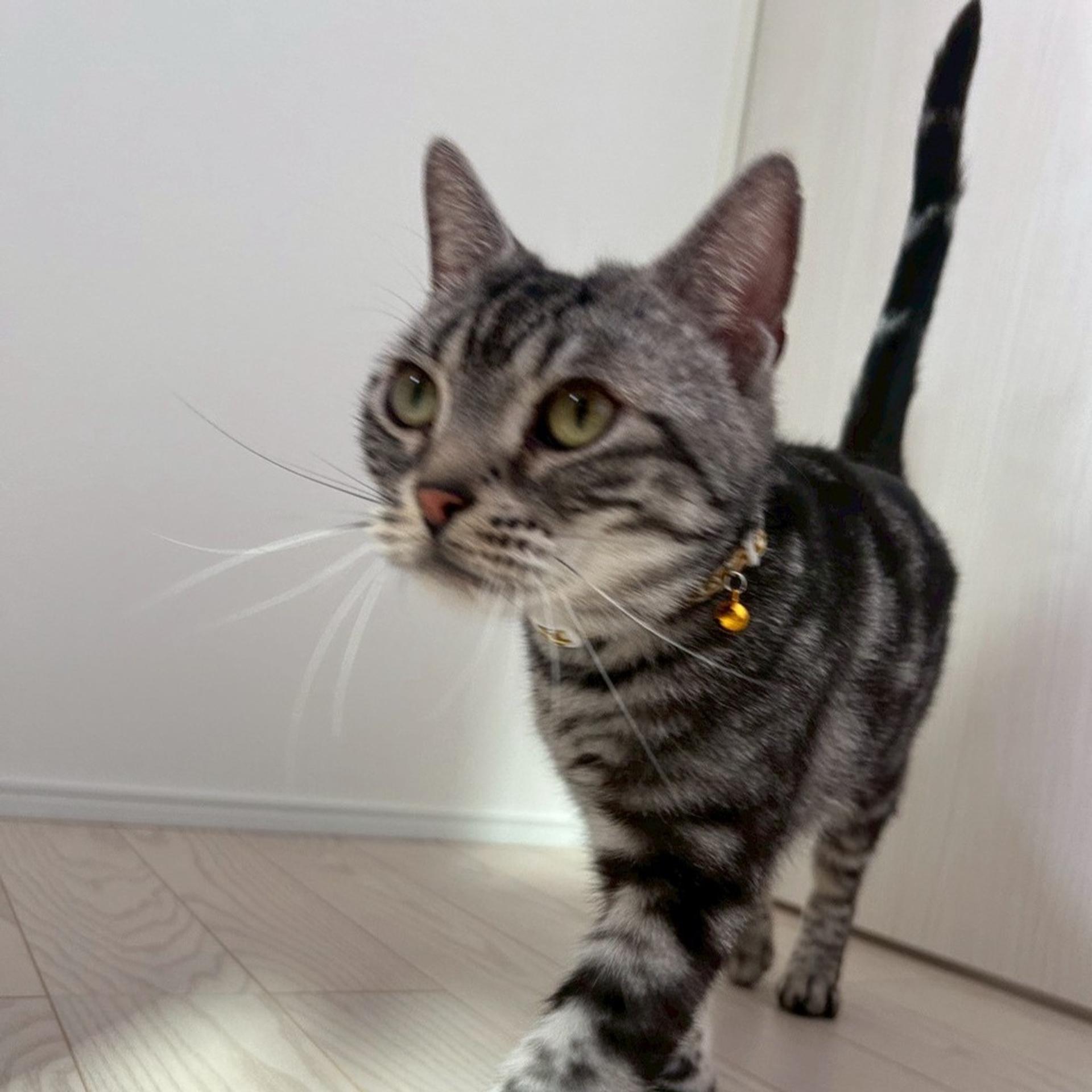 pet-image-6