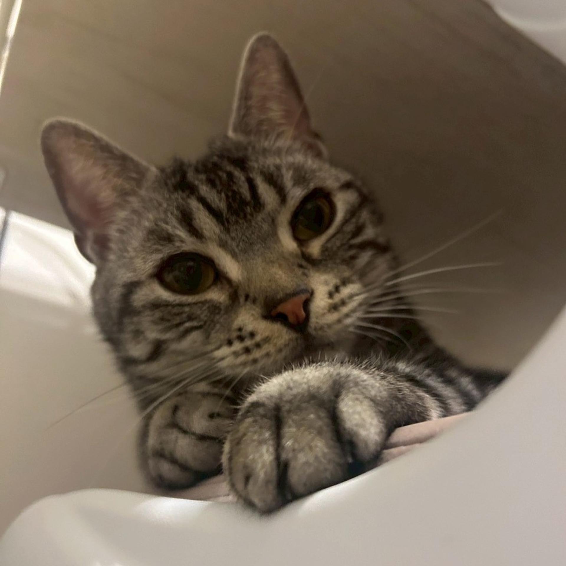 pet-image-7