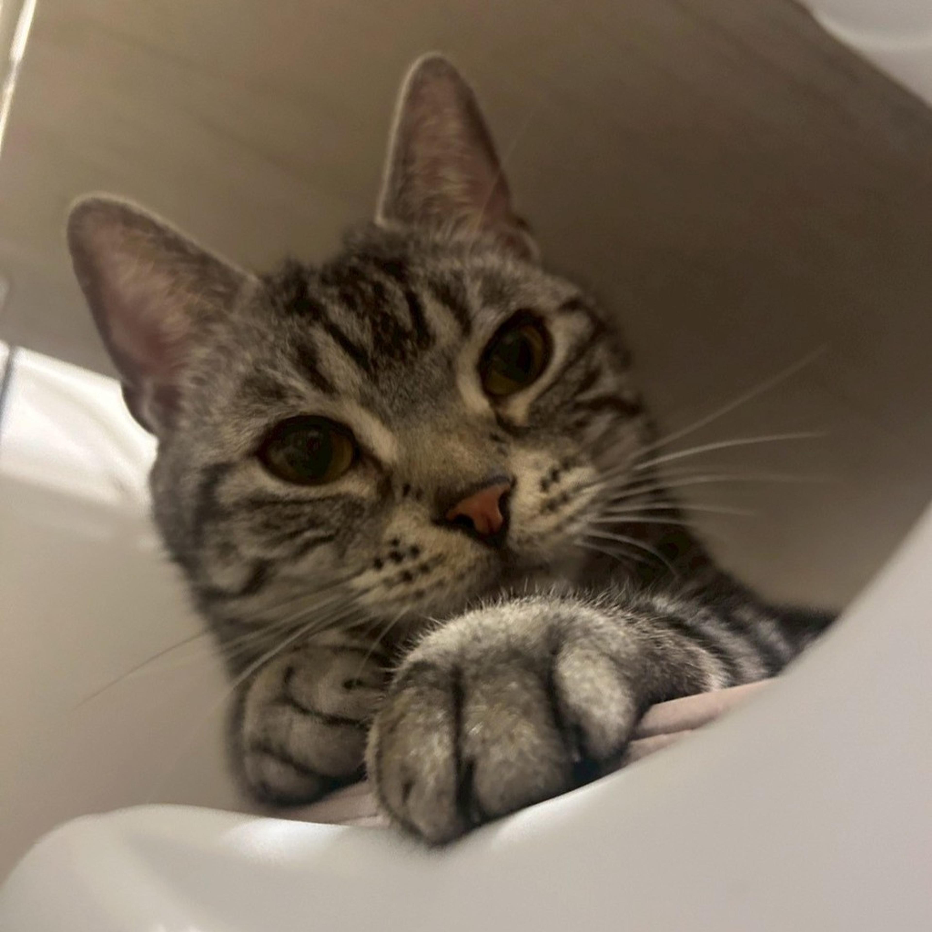 pet-image-7