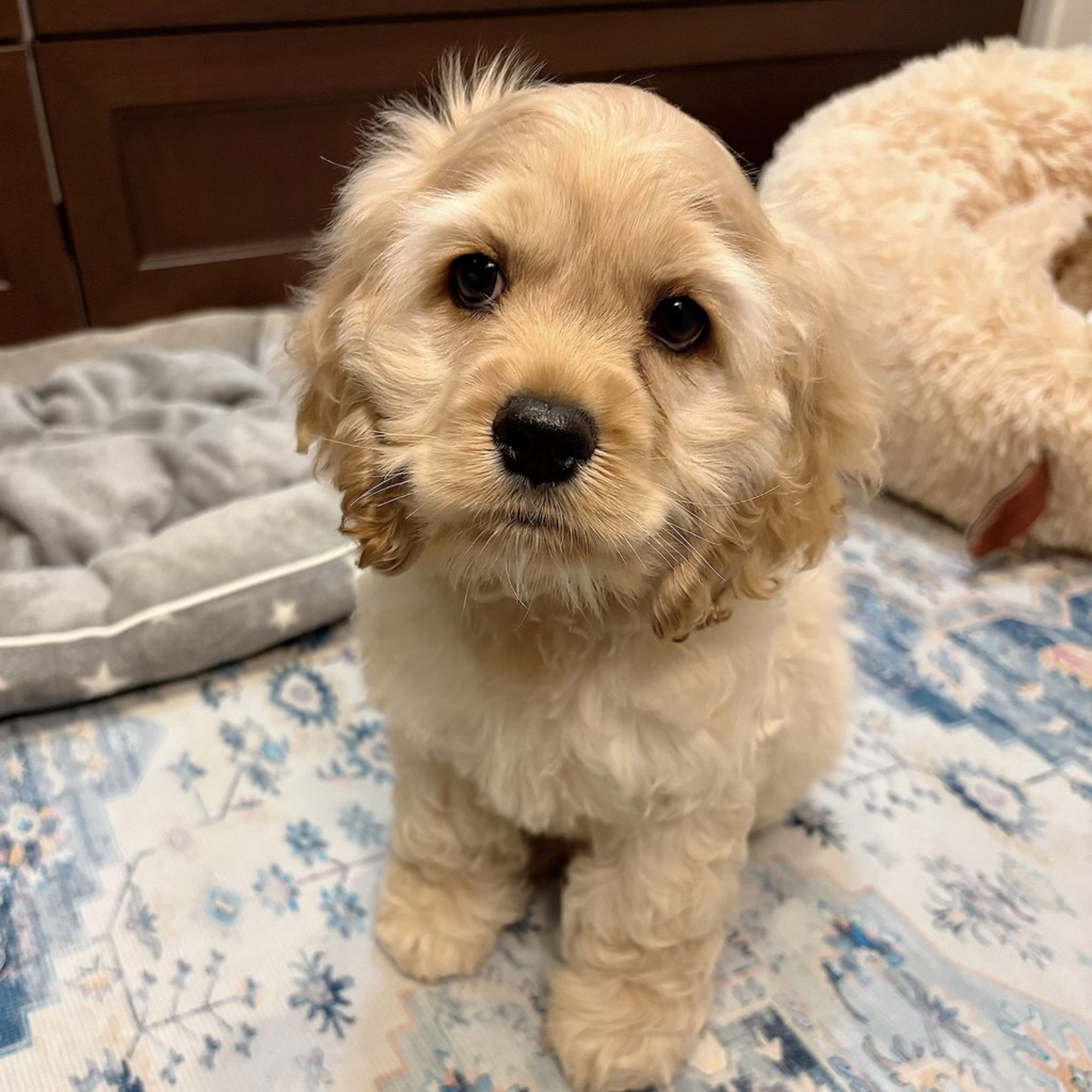 アメリカン・コッカー・スパニエル・オスの里親募集の写真