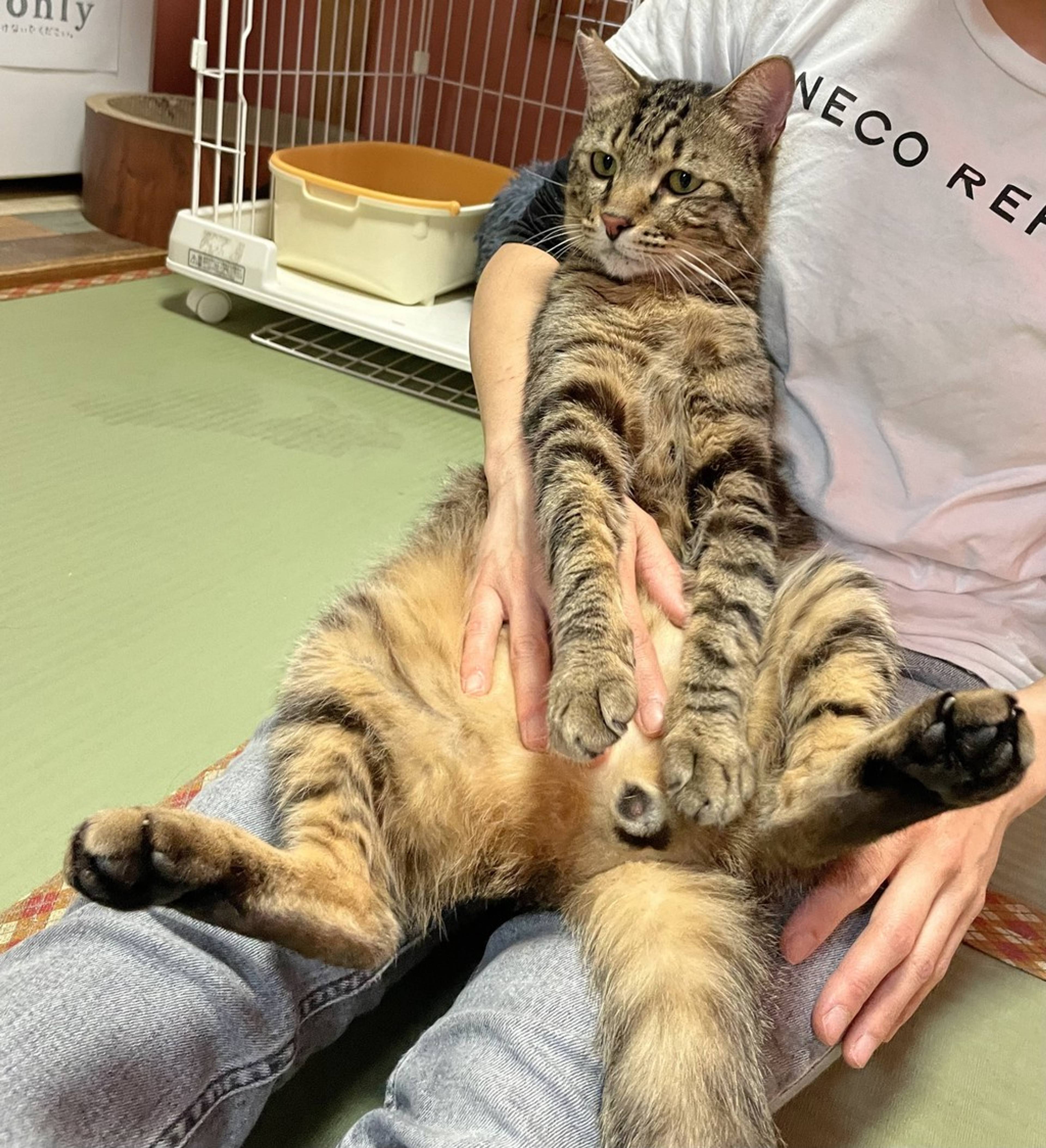 雑種（ミックス猫）・オスの里親募集の写真