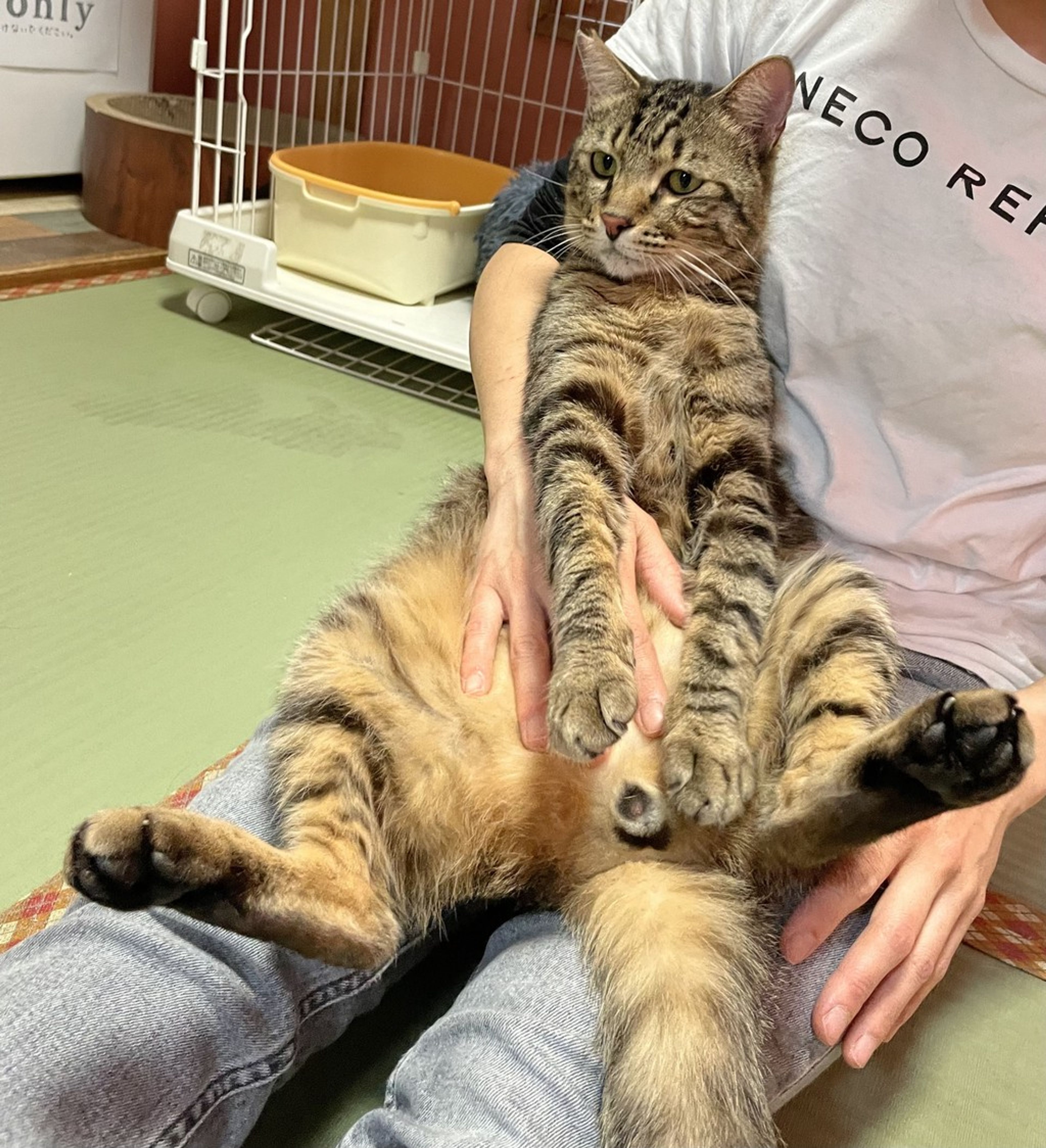 雑種（ミックス猫）・オスの里親募集の写真