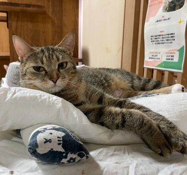 雑種（ミックス猫）・メスの里親募集の写真