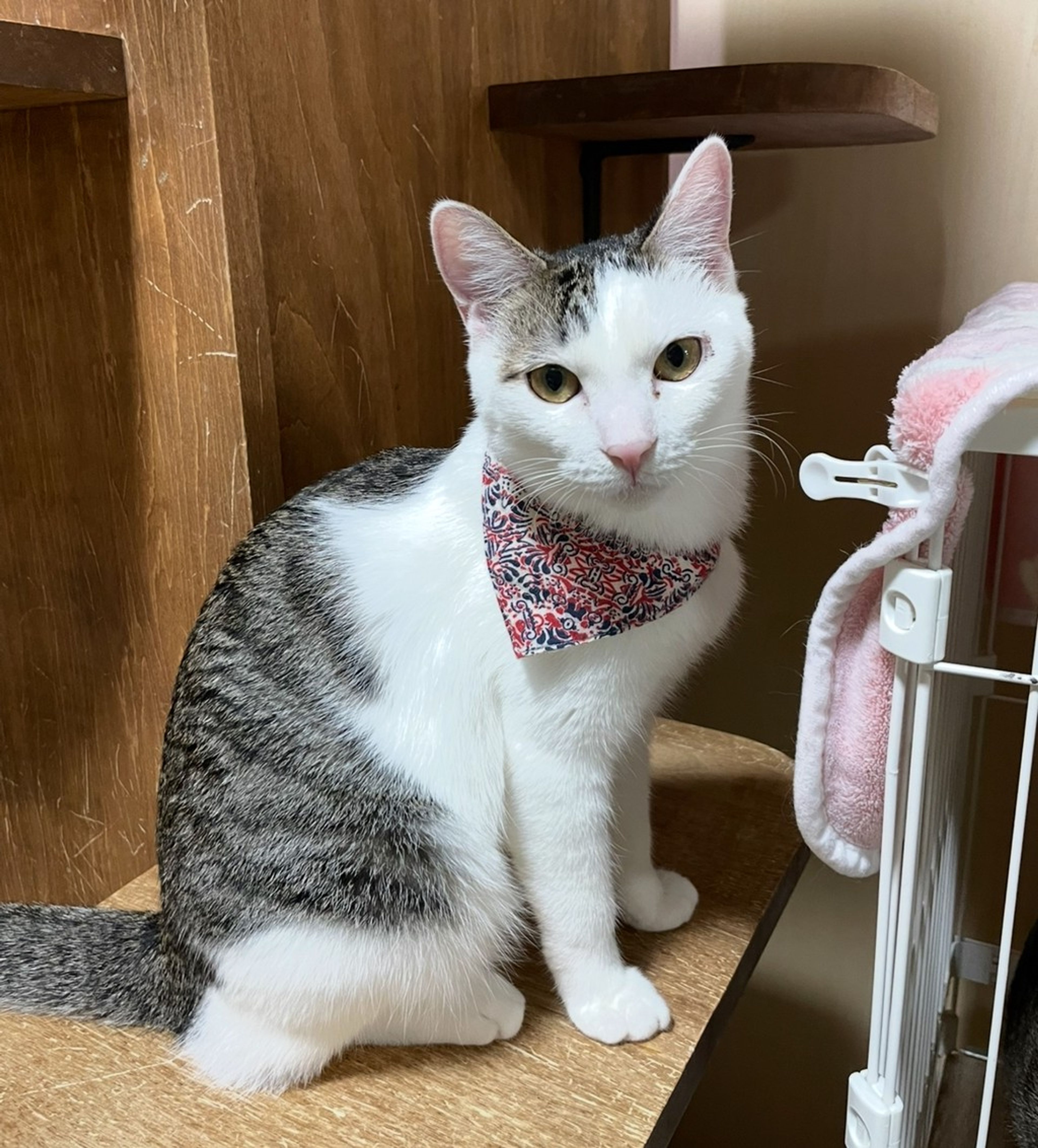 雑種（ミックス猫）・メスの里親募集の写真