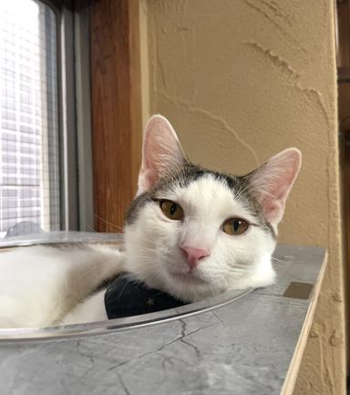 雑種（ミックス猫）・オスの里親募集の写真