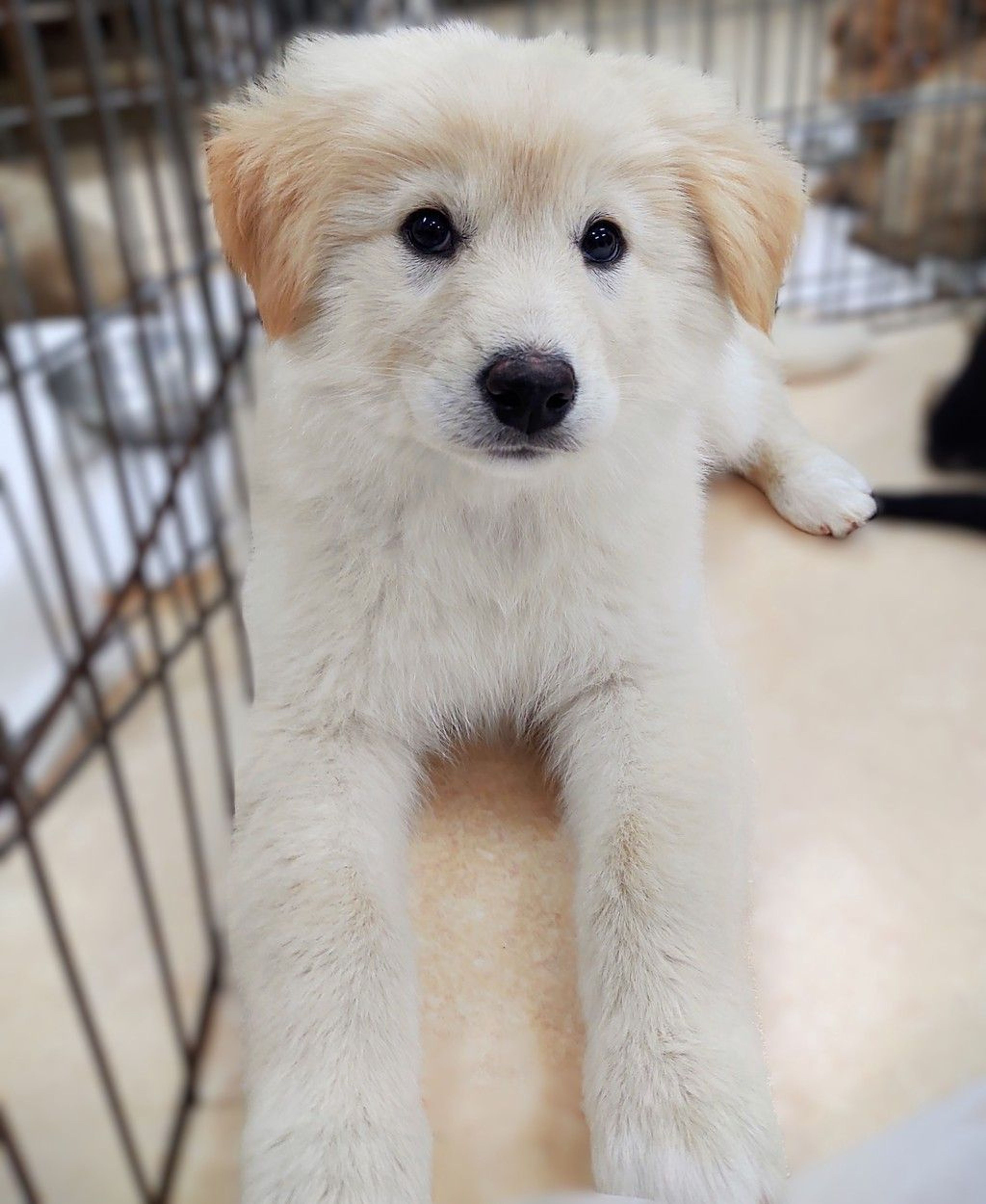 雑種（ミックス犬）・オスの里親募集の写真