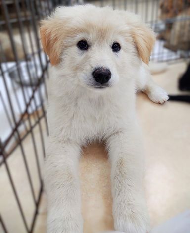 雑種（ミックス犬）・オスの里親募集の写真