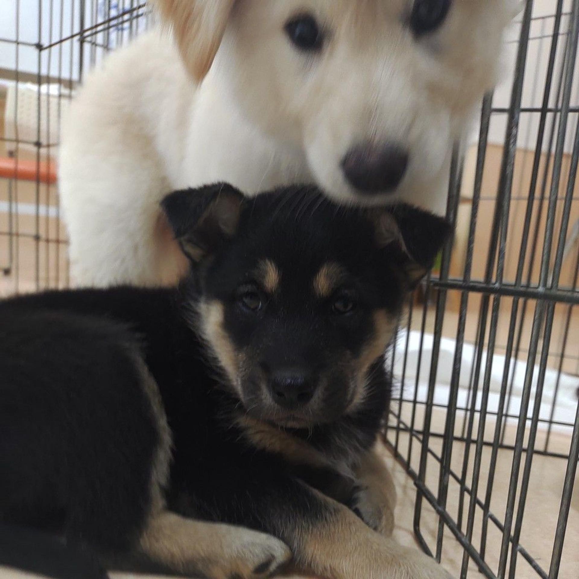 pet-image-4