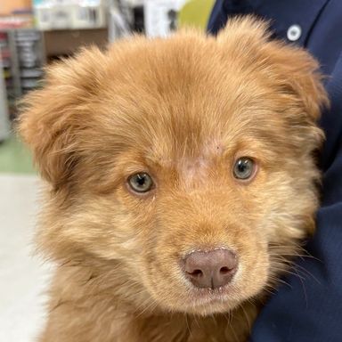 雑種（ミックス犬）・オスの里親募集の写真