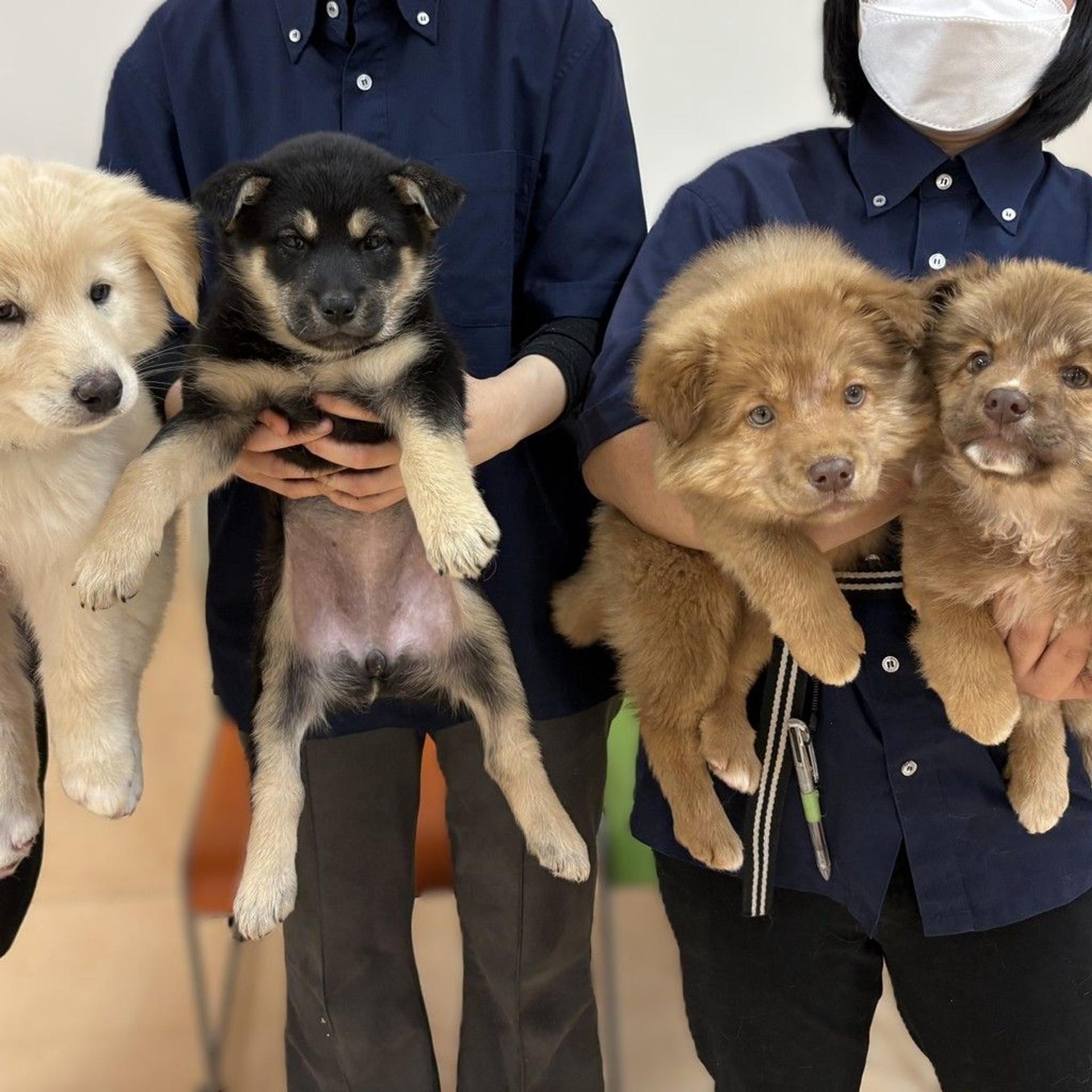 pet-image-4