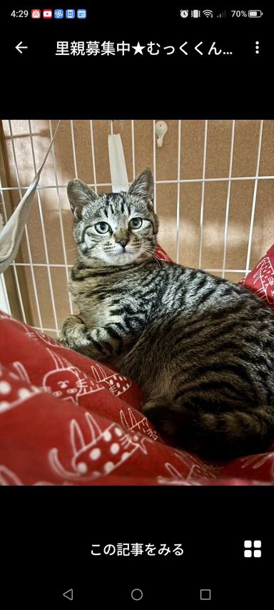 雑種（ミックス猫）・オスの里親募集の写真