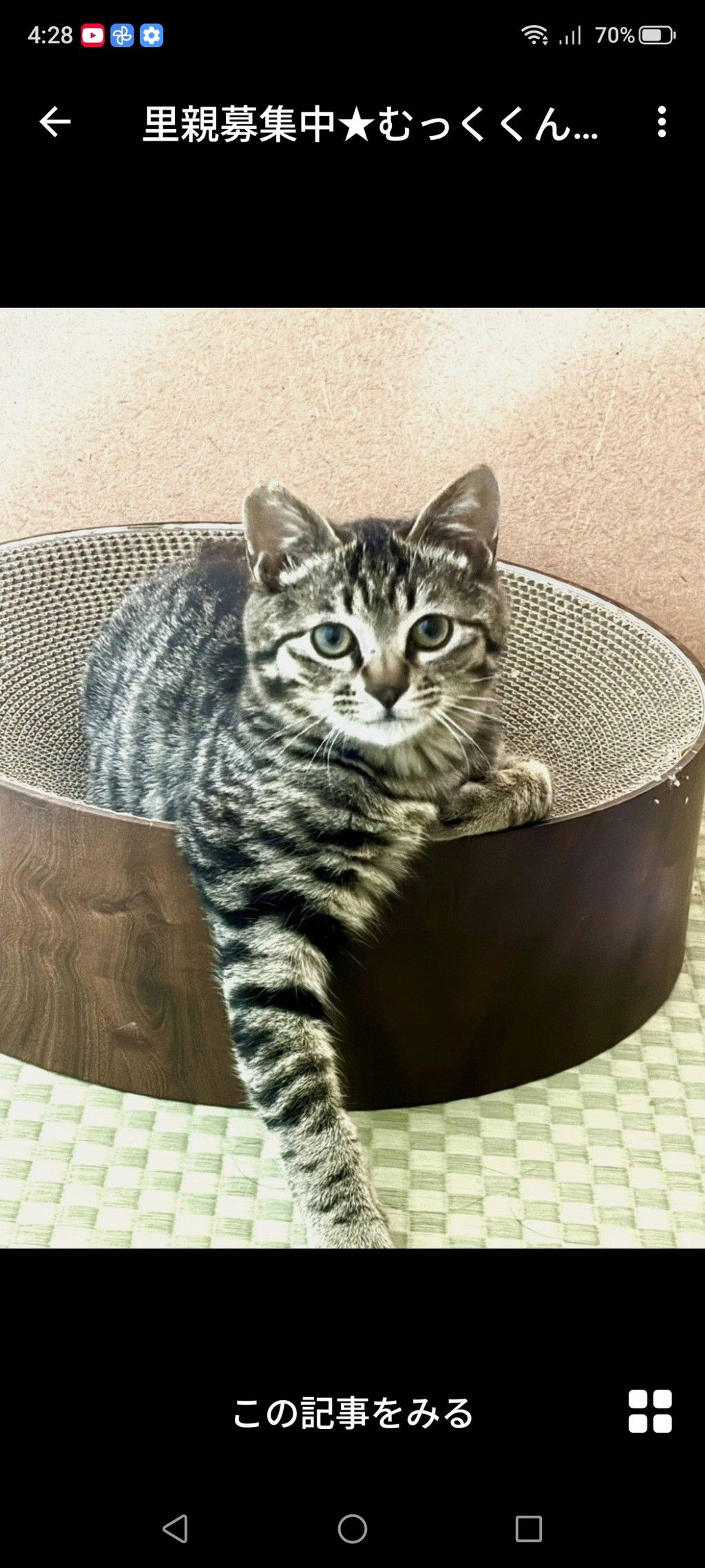 雑種（ミックス猫）・オスの里親募集の写真