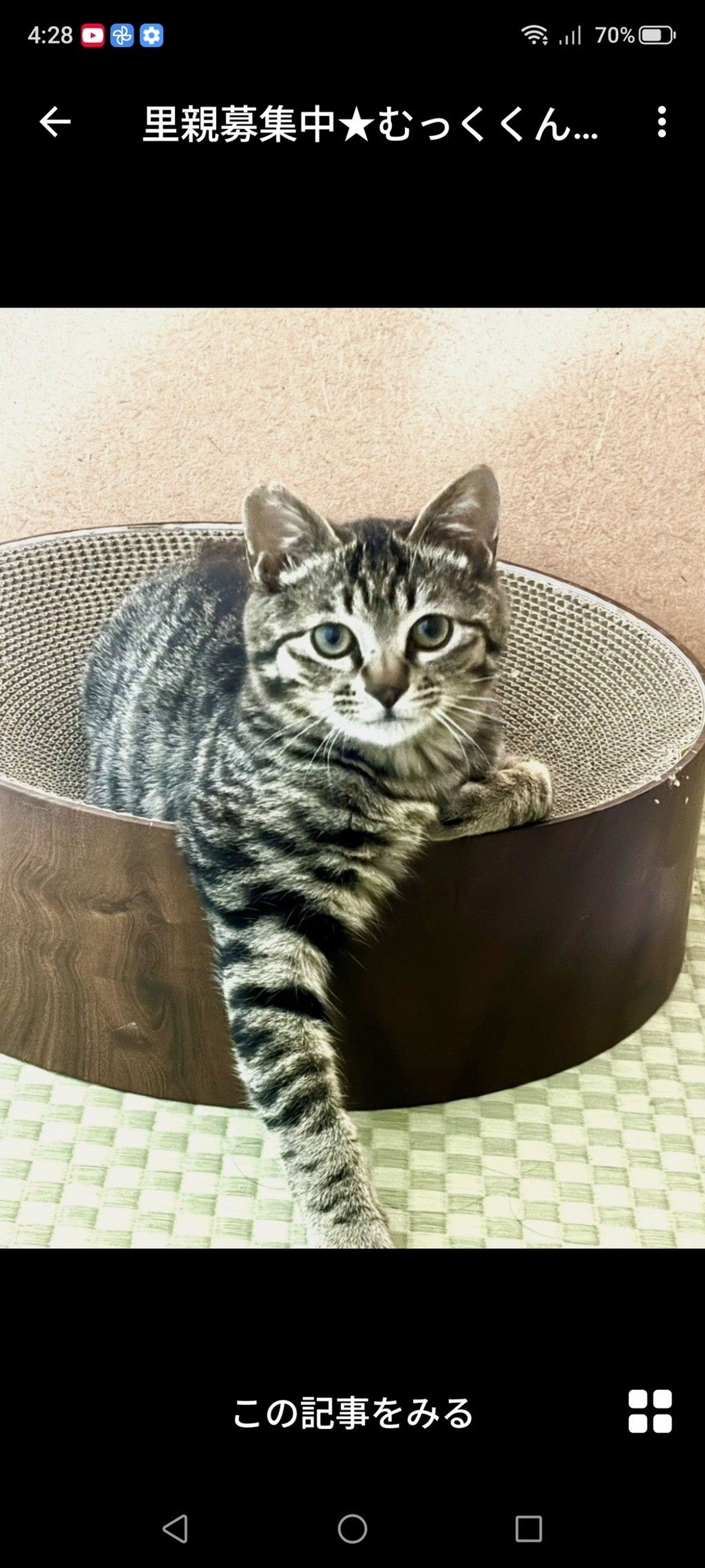 雑種（ミックス猫）・オスの里親募集の写真