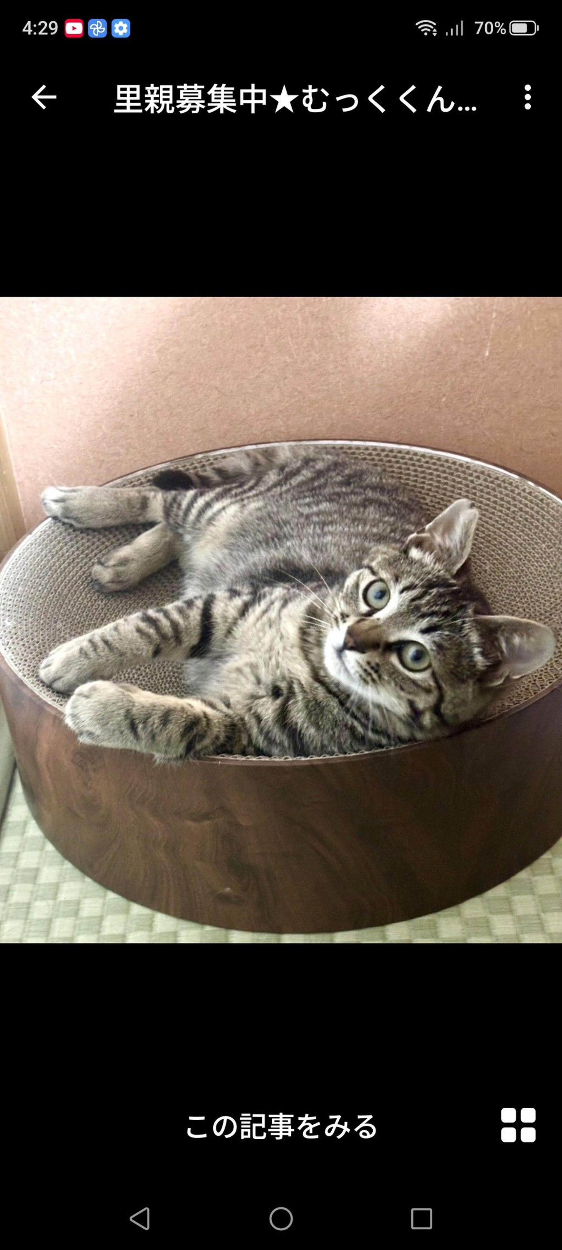 pet-image-3