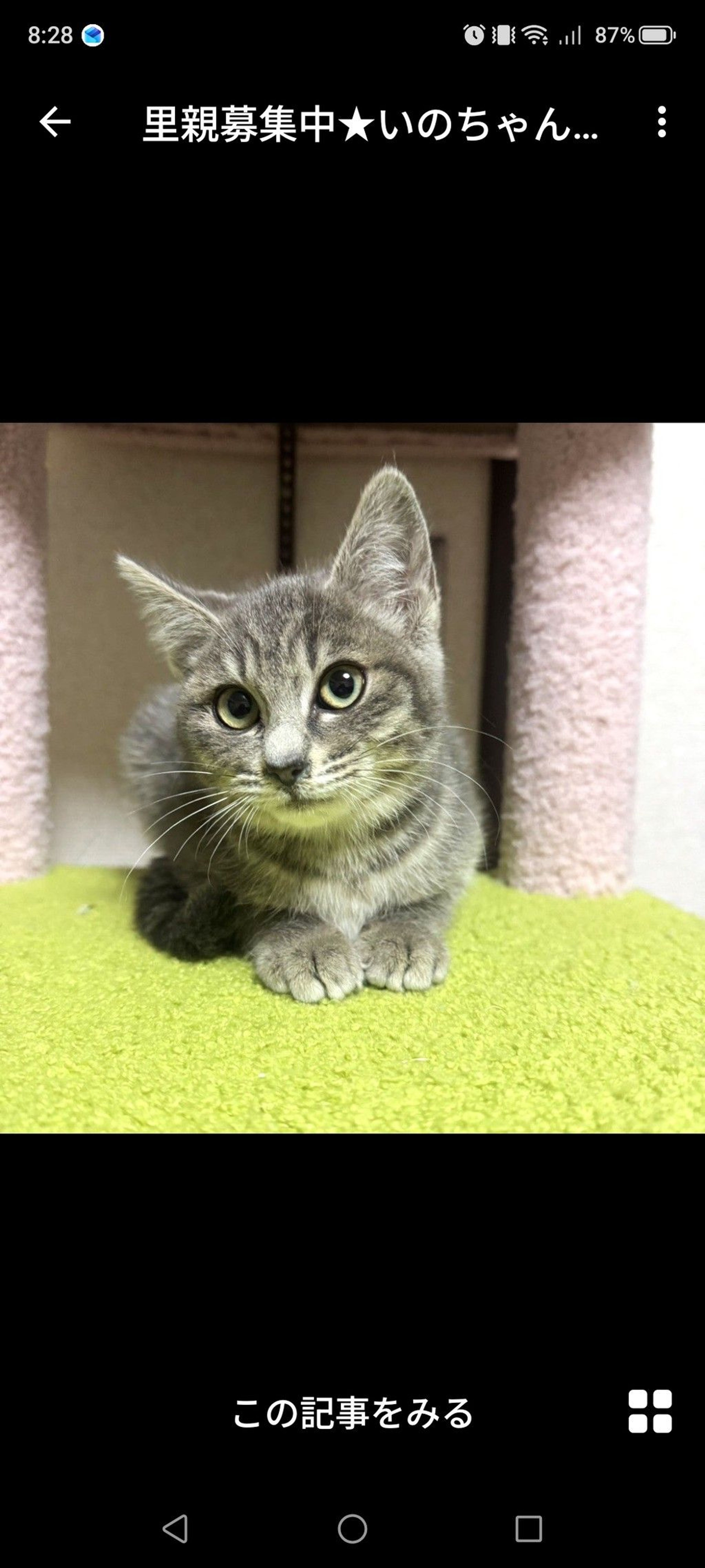 雑種（ミックス猫）・メスの里親募集の写真