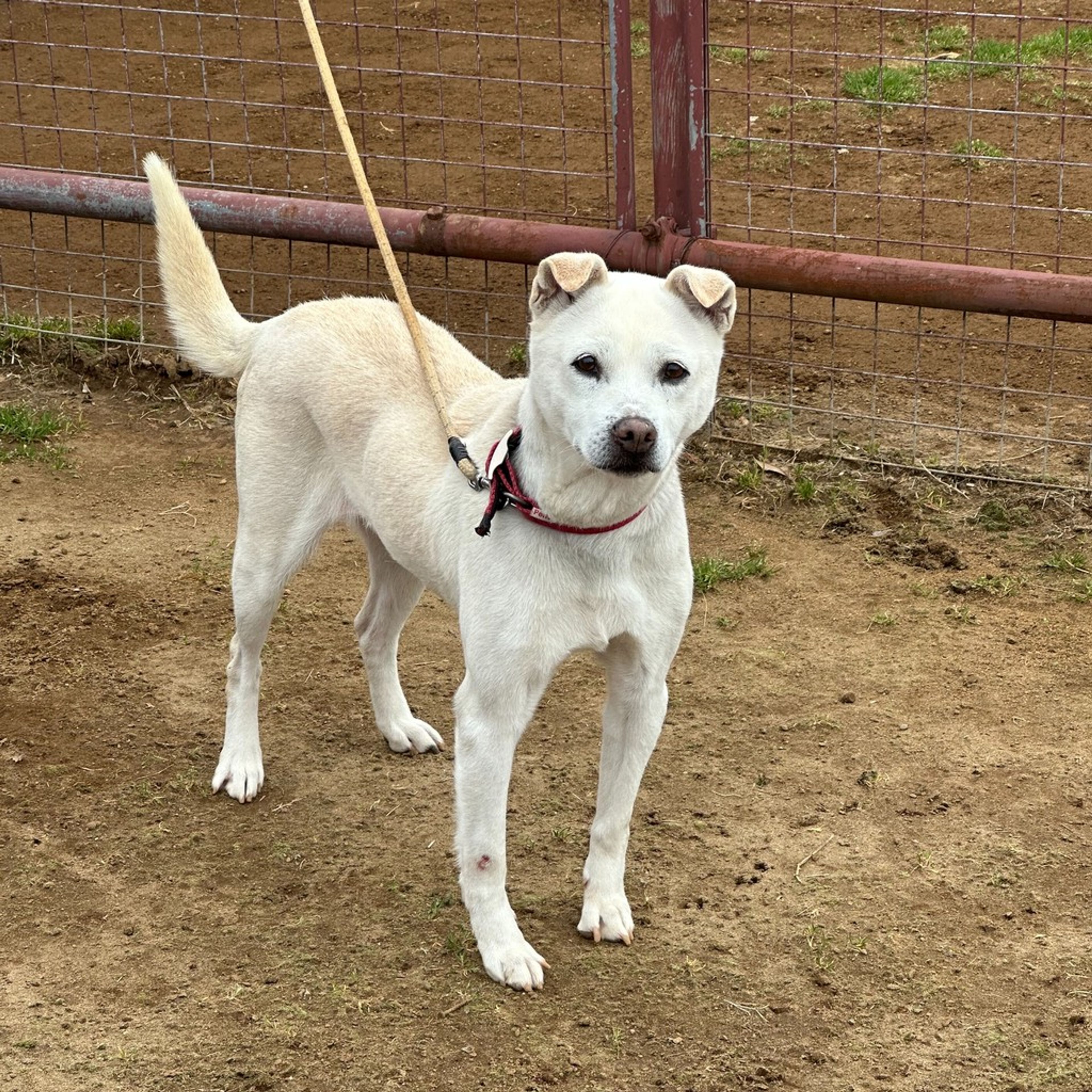 雑種（ミックス犬）・オスの里親募集の写真