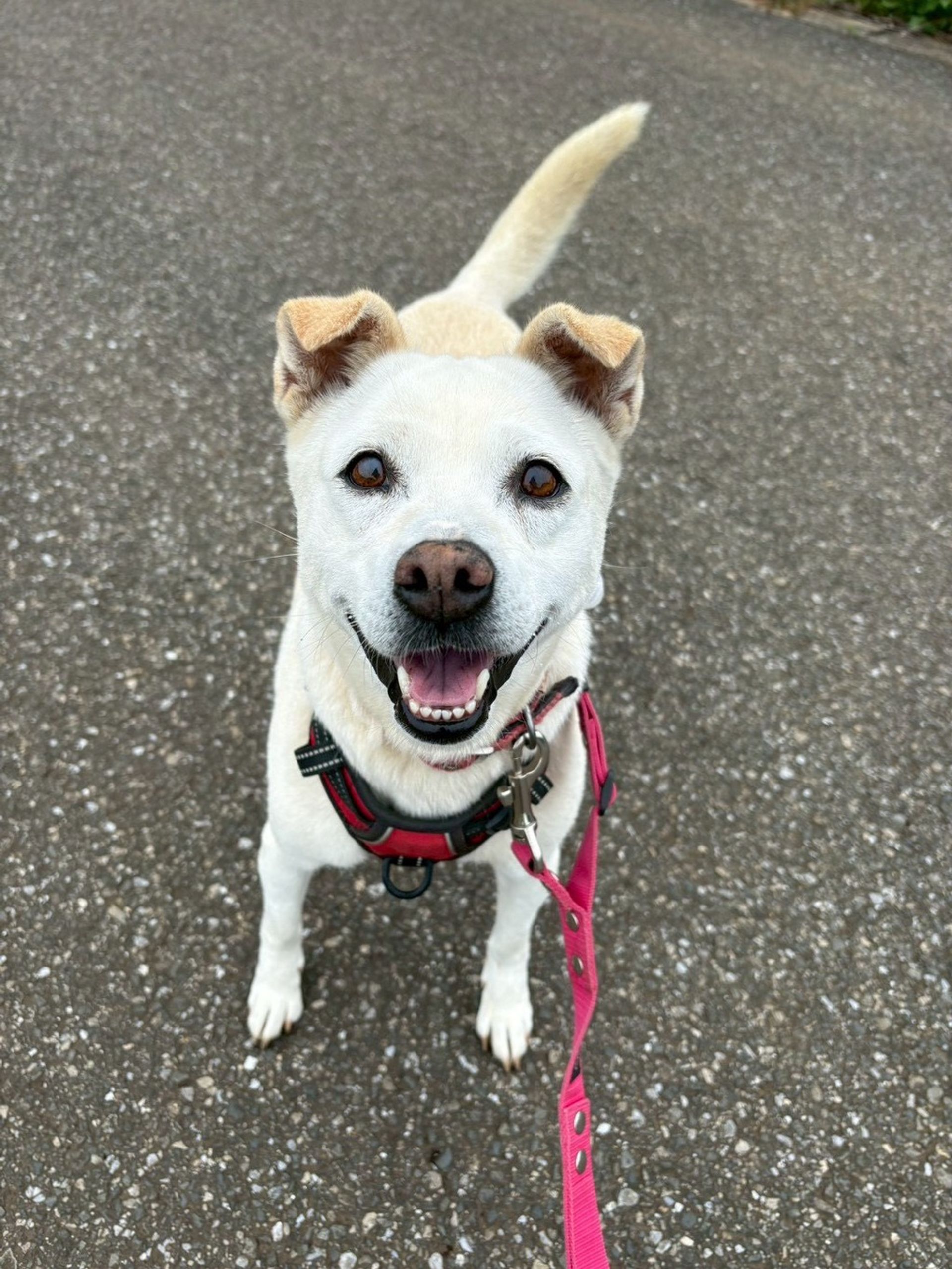 雑種（ミックス犬）・メスの里親募集の写真
