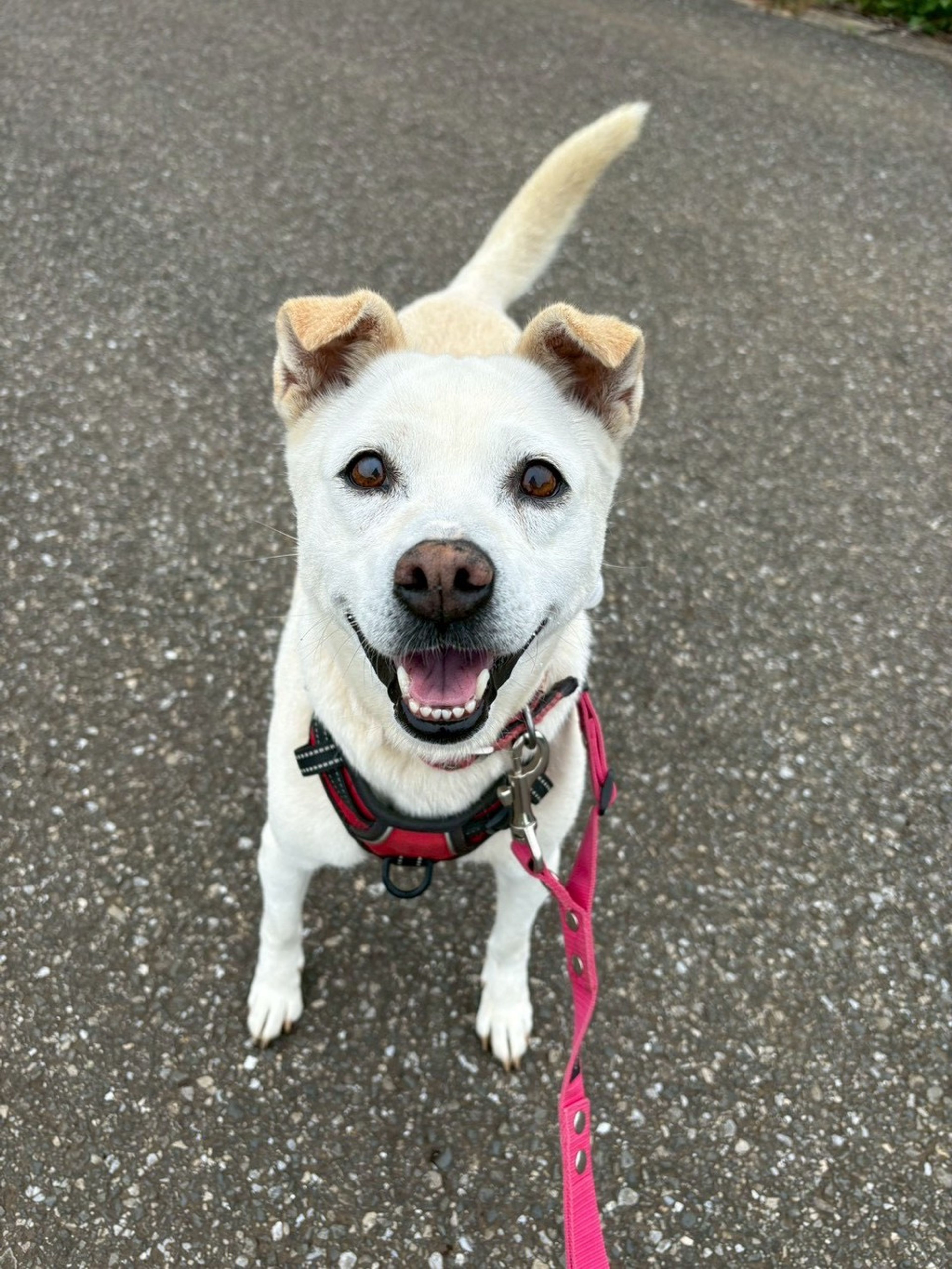 雑種（ミックス犬）・メスの里親募集の写真