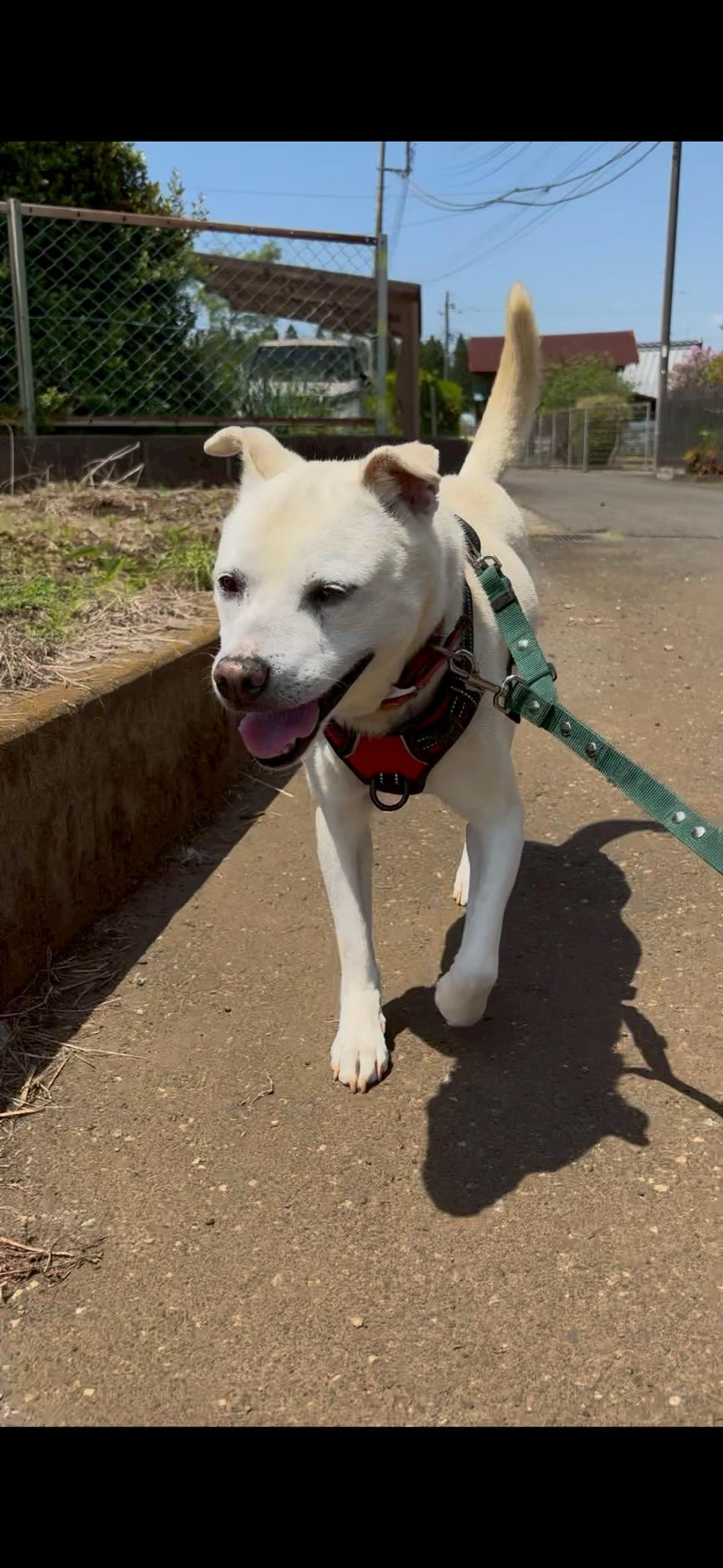 pet-image-3
