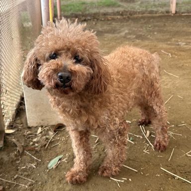 トイプードル・オスの里親募集の写真