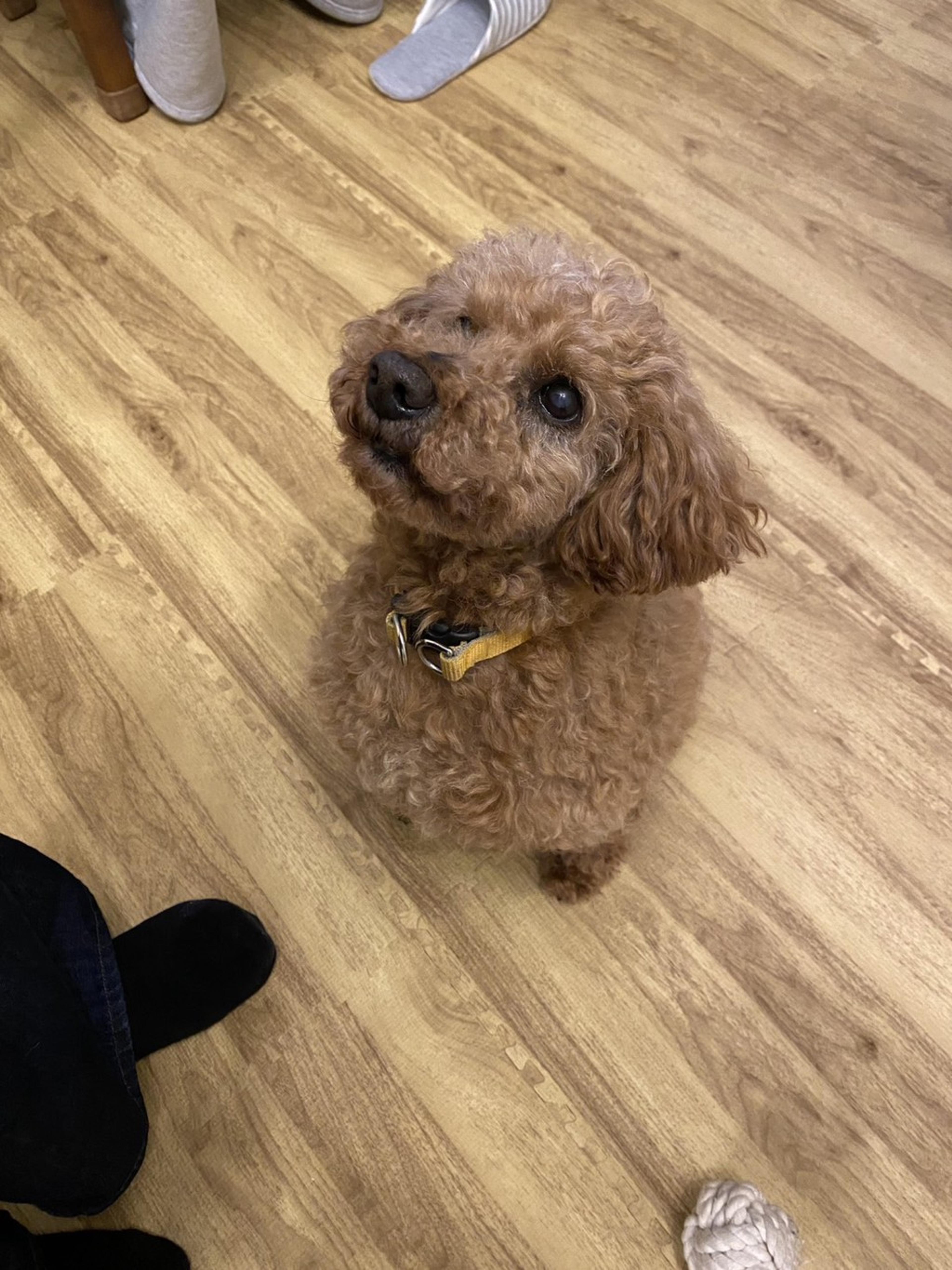 pet-image-2