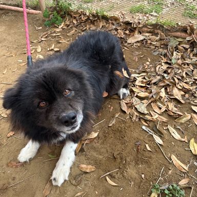 雑種（ミックス犬）・オスの里親募集の写真