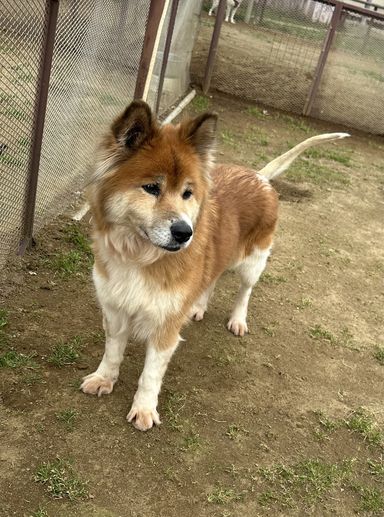 雑種（ミックス犬）・メスの里親募集の写真
