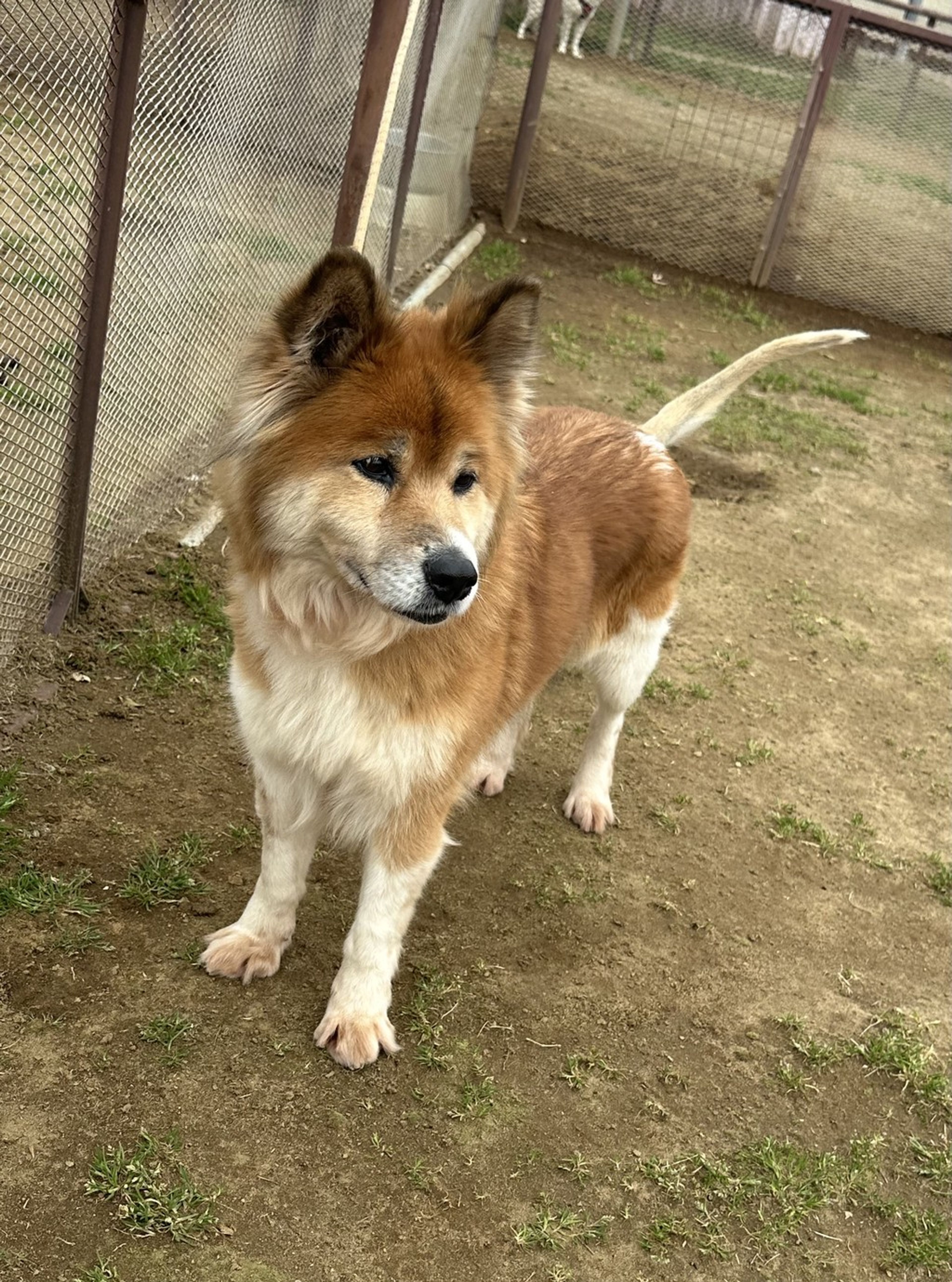 雑種（ミックス犬）・メスの里親募集の写真