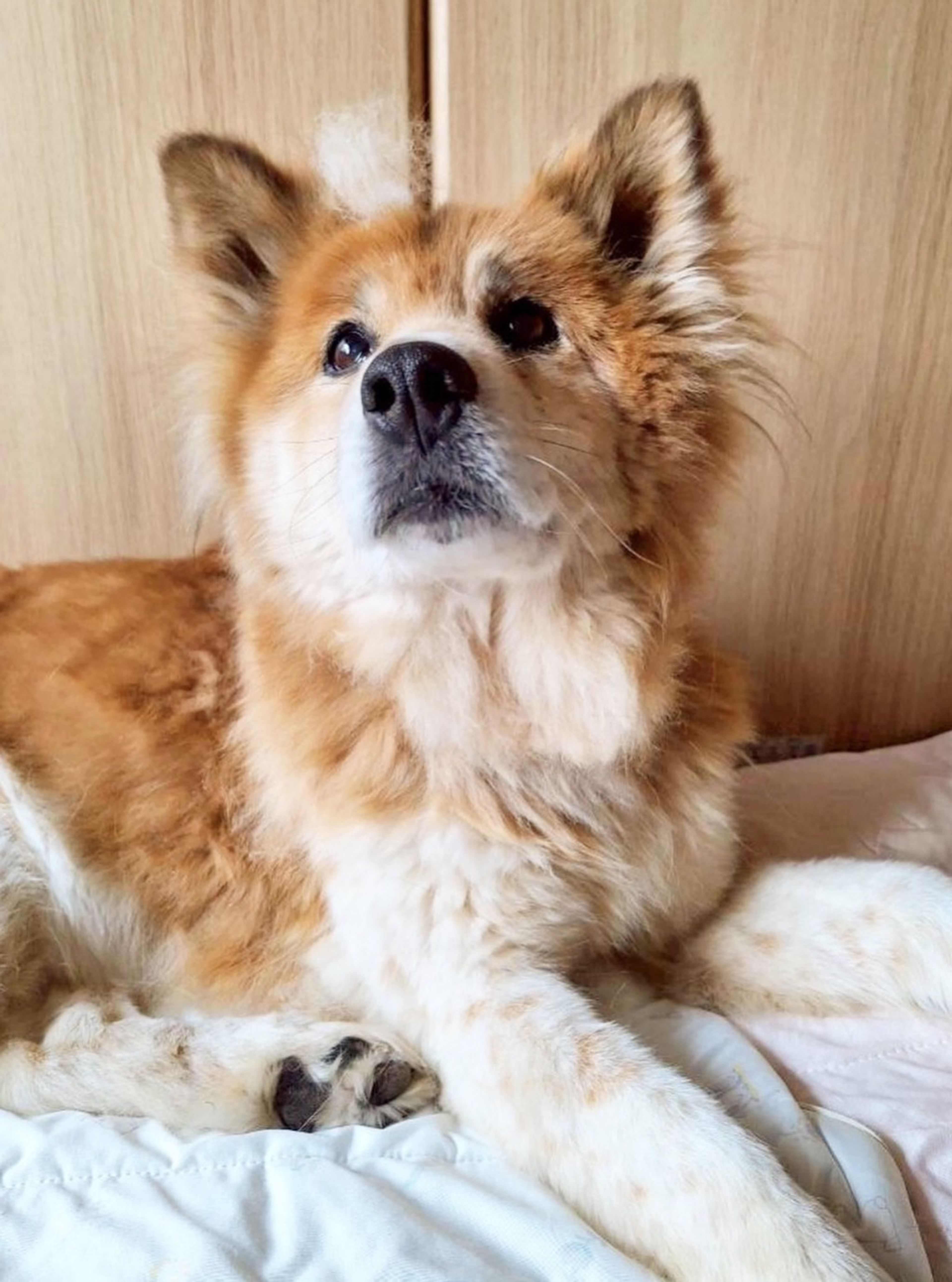 雑種（ミックス犬）・メスの里親募集の写真