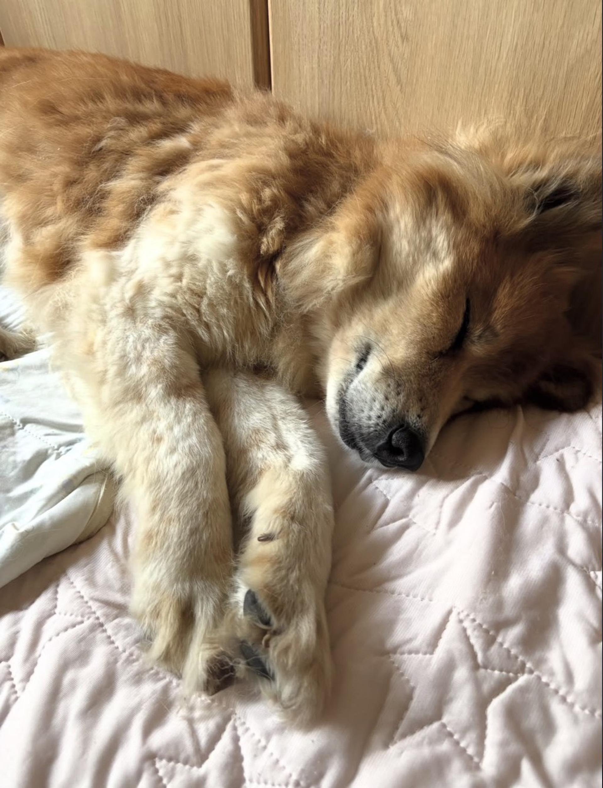 pet-image-3