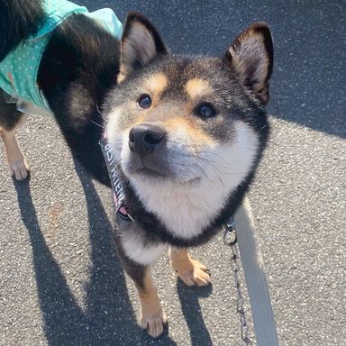 柴犬・オスの里親募集の写真