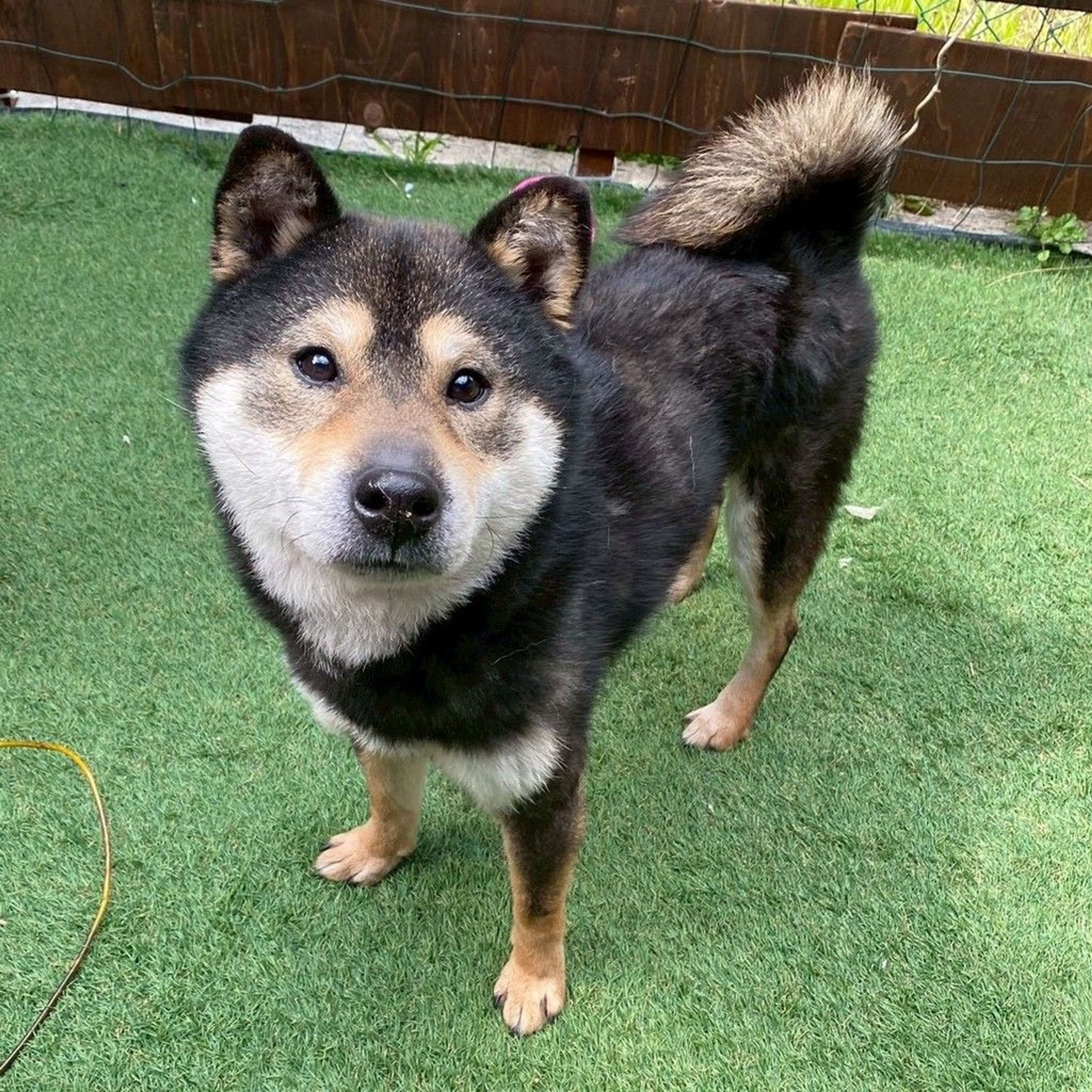 柴犬・オスの里親募集の写真