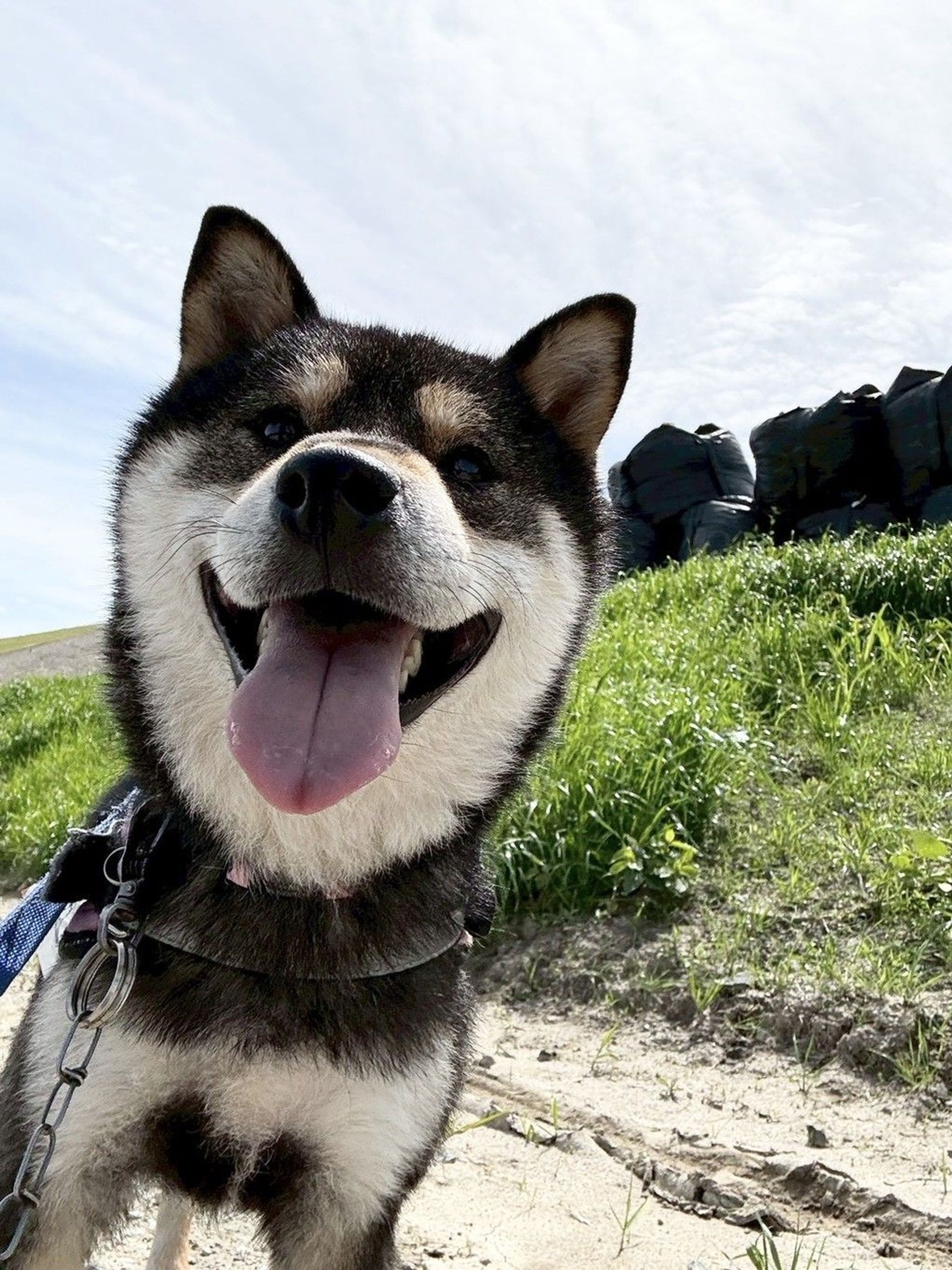 柴犬・オスの里親募集の写真