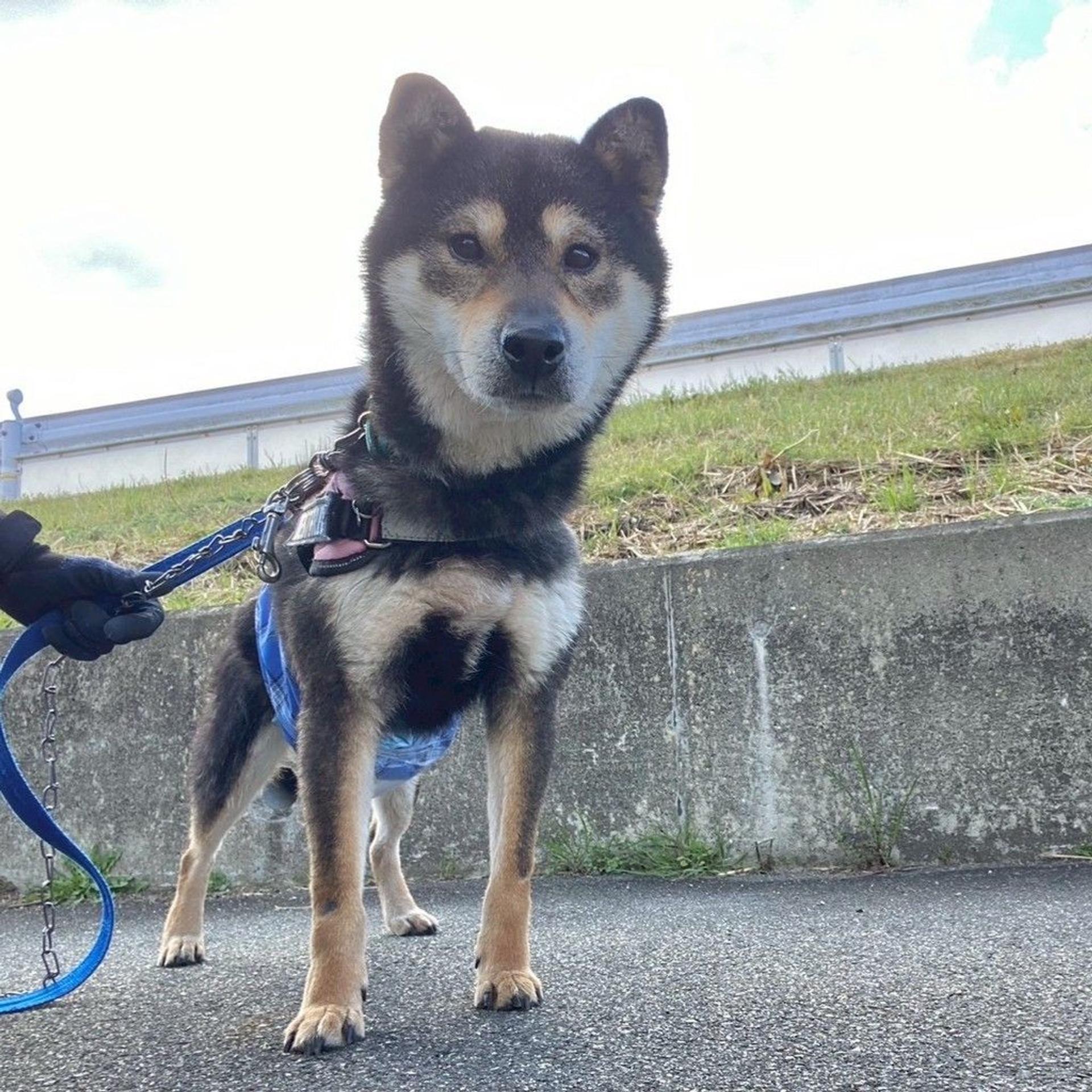 pet-image-6