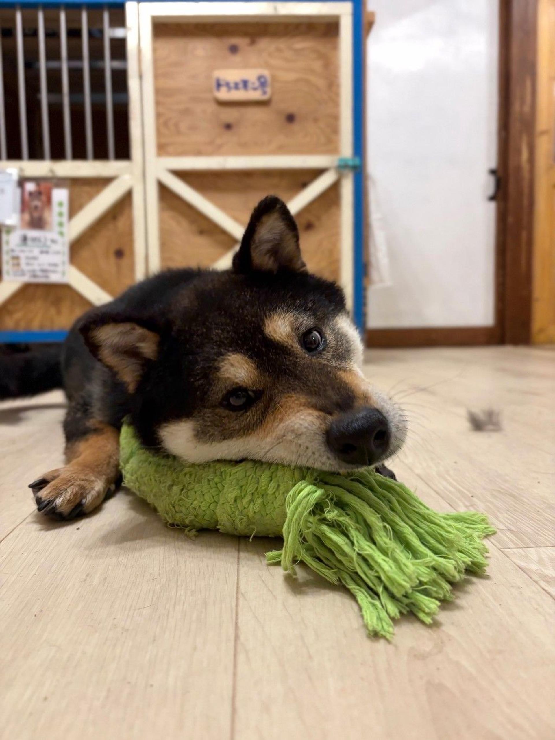 pet-image-7