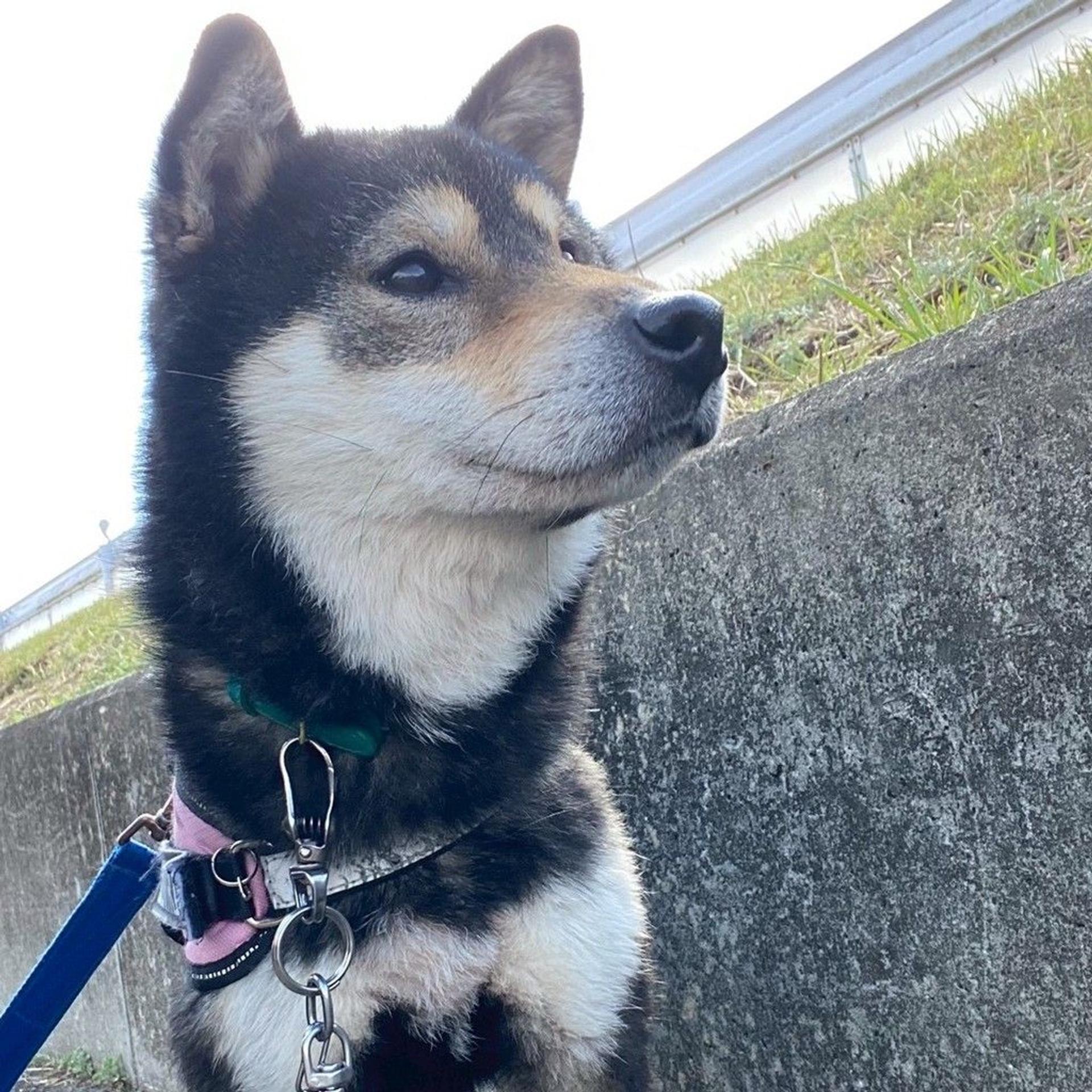 pet-image-9